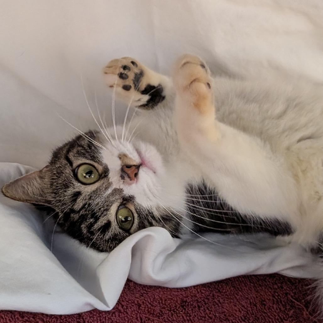 Pottsville, a Adoptable Domestic Short Hair in Birdsboro, PA image 4/4