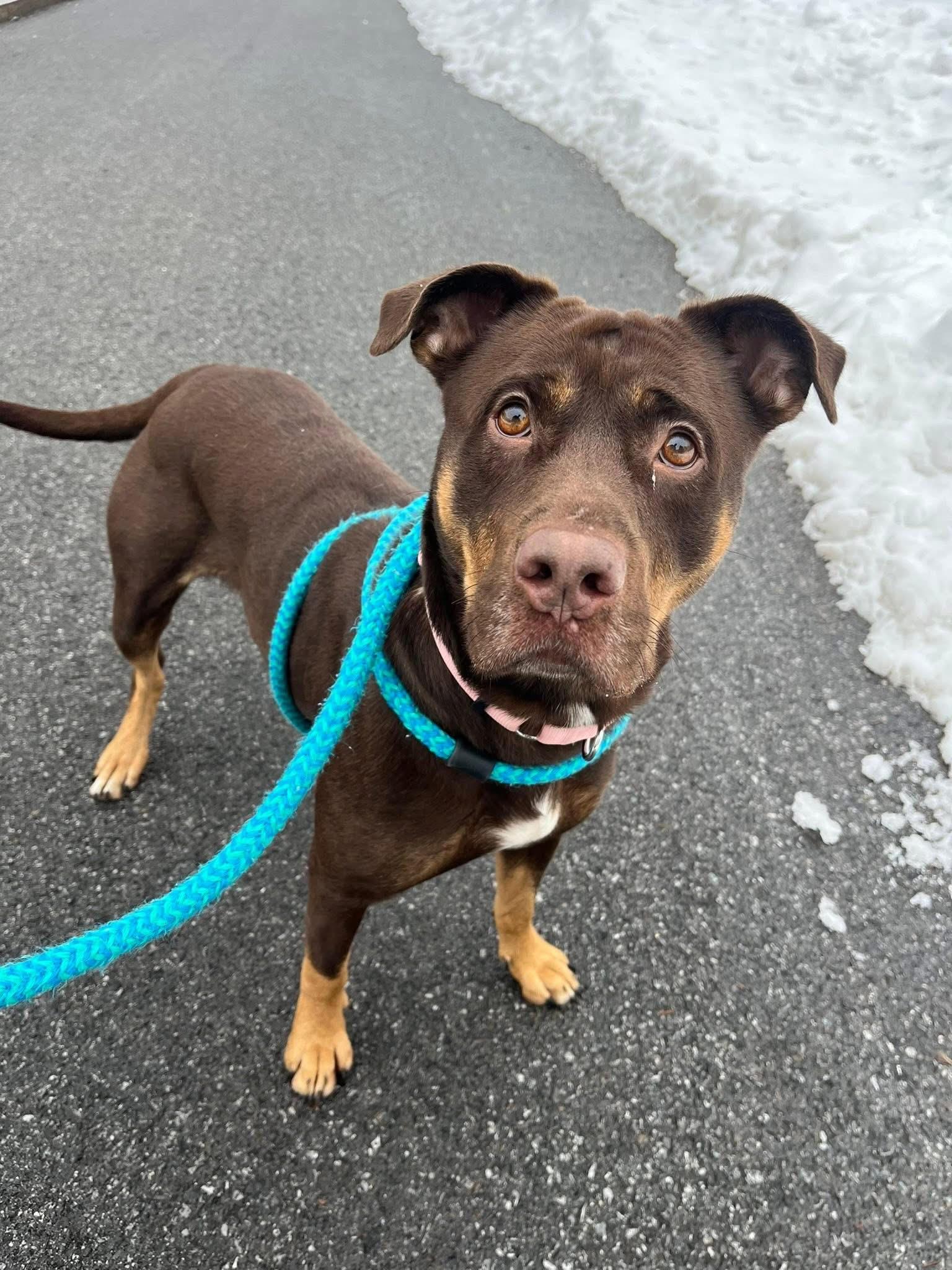 Coco, a ADOPTABLE mixed breed in Jamesville, NY image 3/4