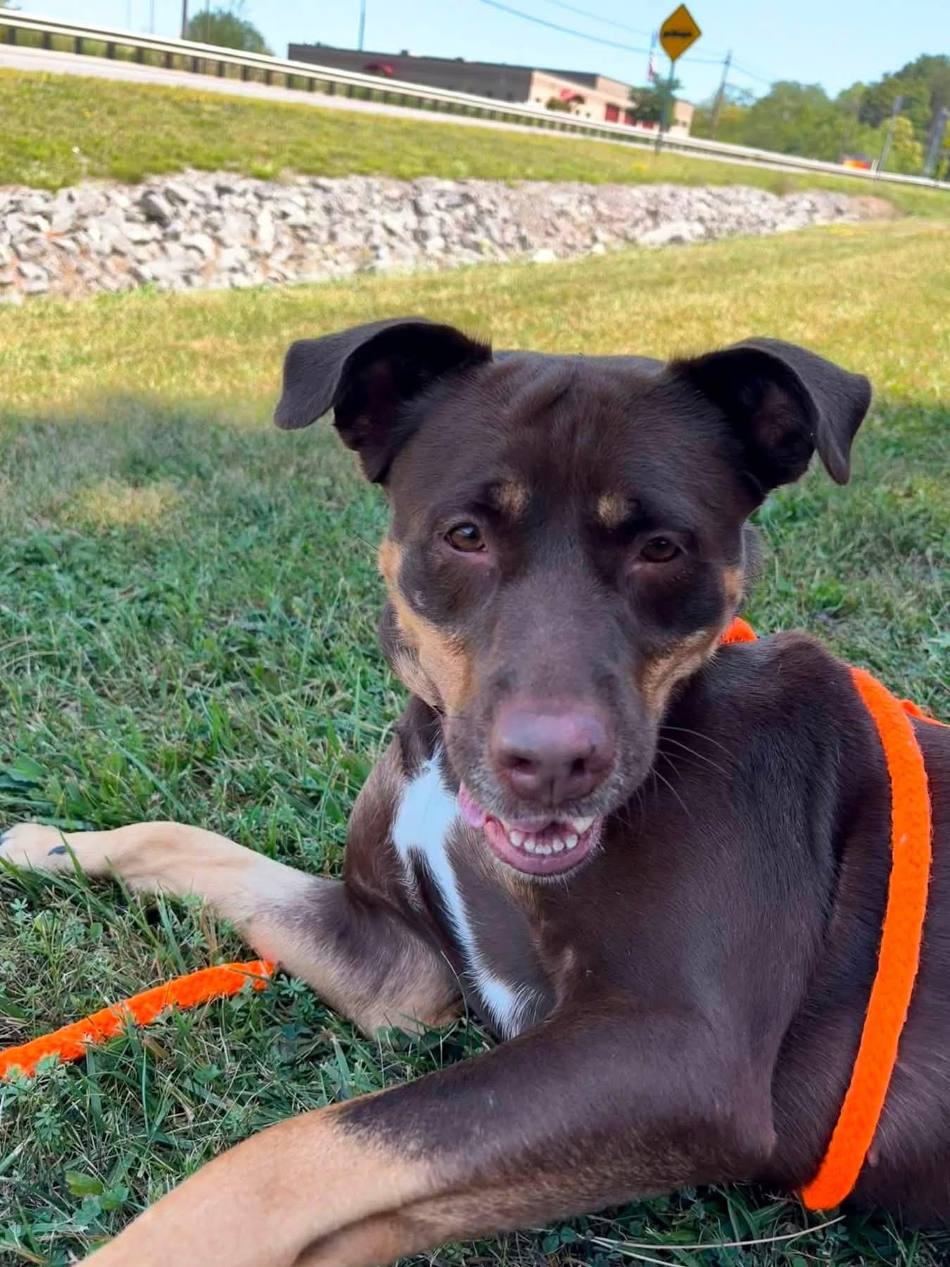 Enlarge Coco, a Adoptable mixed breed in Jamesville, NY image 3/5