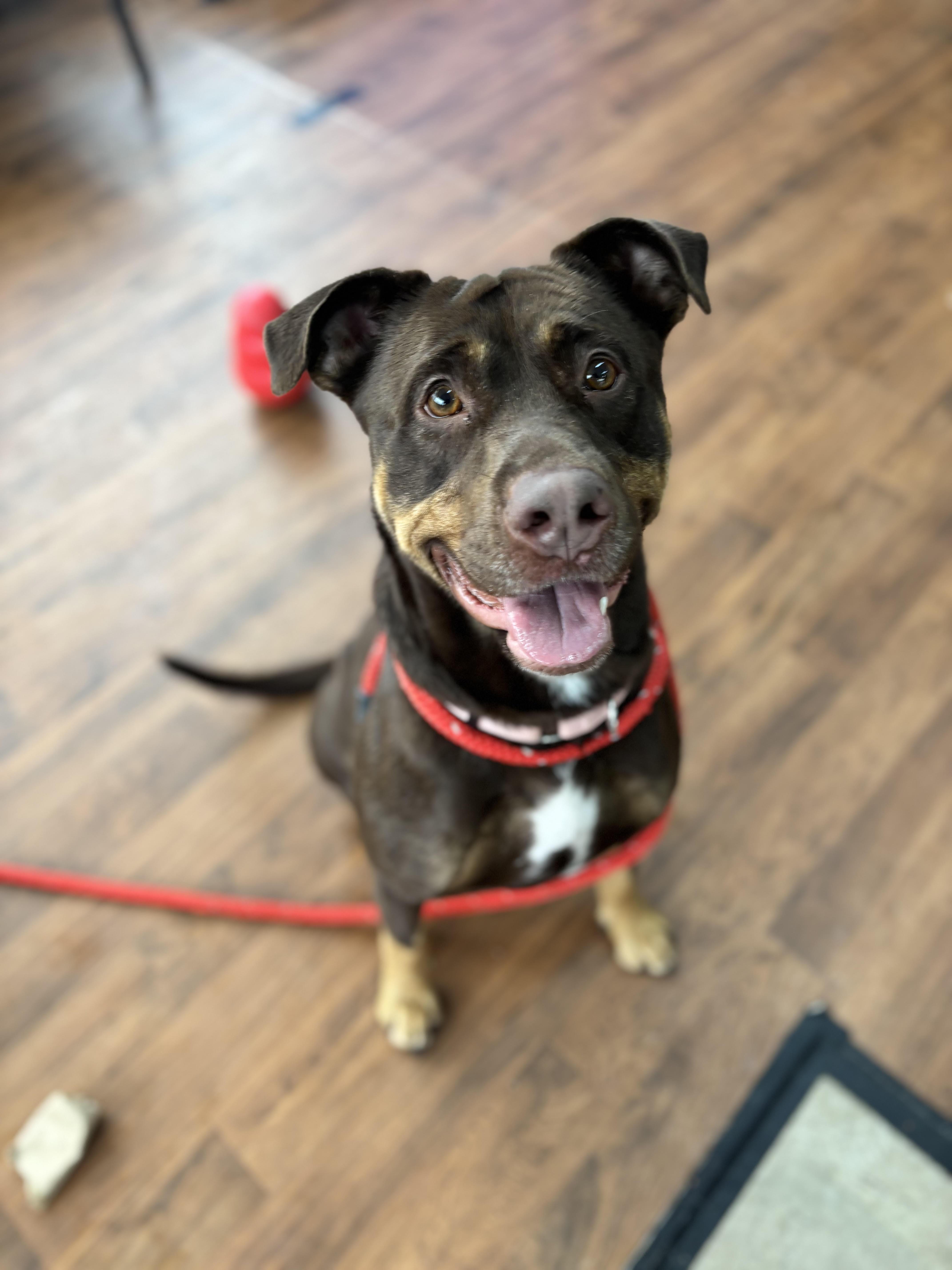 Coco, a ADOPTABLE mixed breed in Jamesville, NY image 2/4