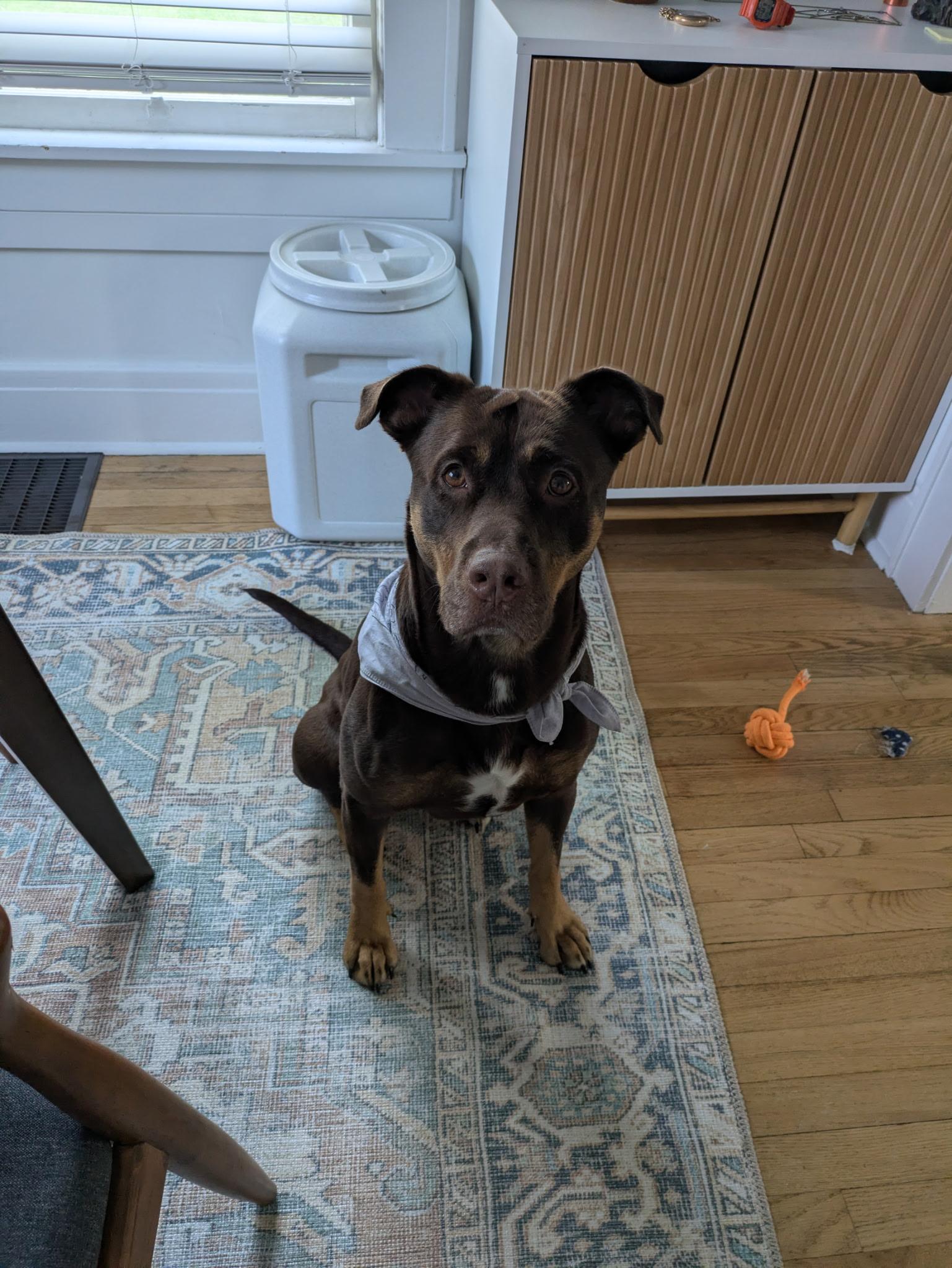 Coco, ADOPTABLE, Adult Female Mixed Breed.