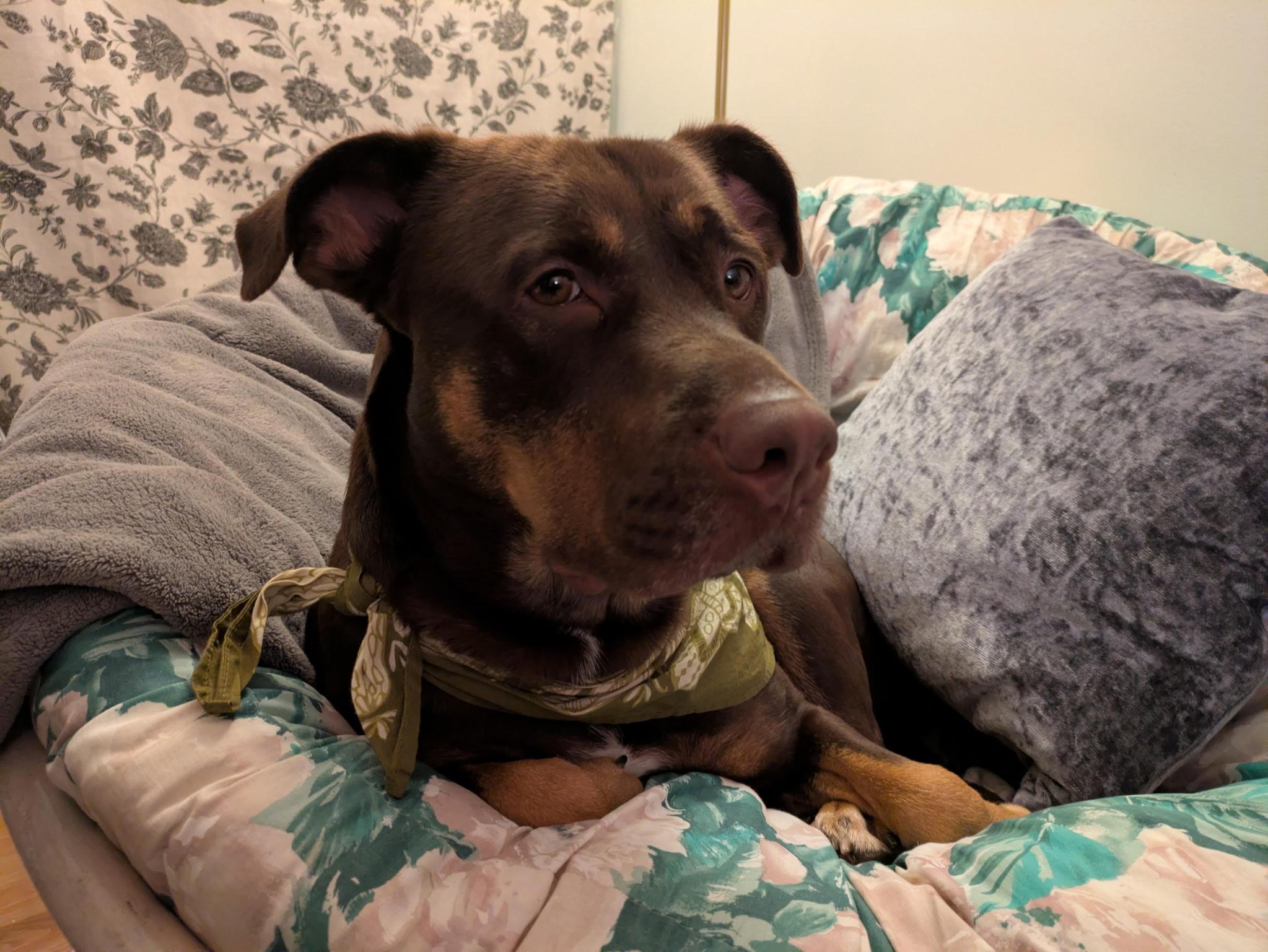 Enlarge Coco, a ADOPTABLE mixed breed in Jamesville, NY image 1/5