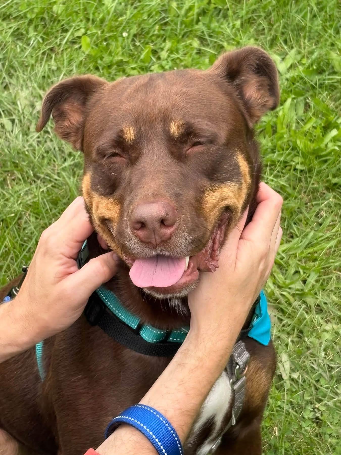 Enlarge Coco, a Adoptable mixed breed in Jamesville, NY image 2/5