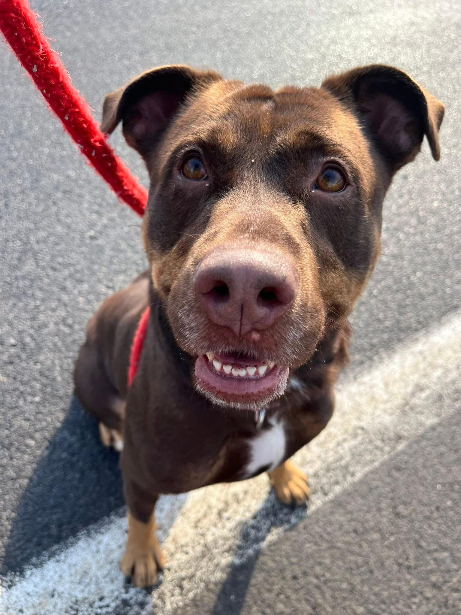 Coco, a ADOPTABLE mixed breed in Jamesville, NY image 4/4