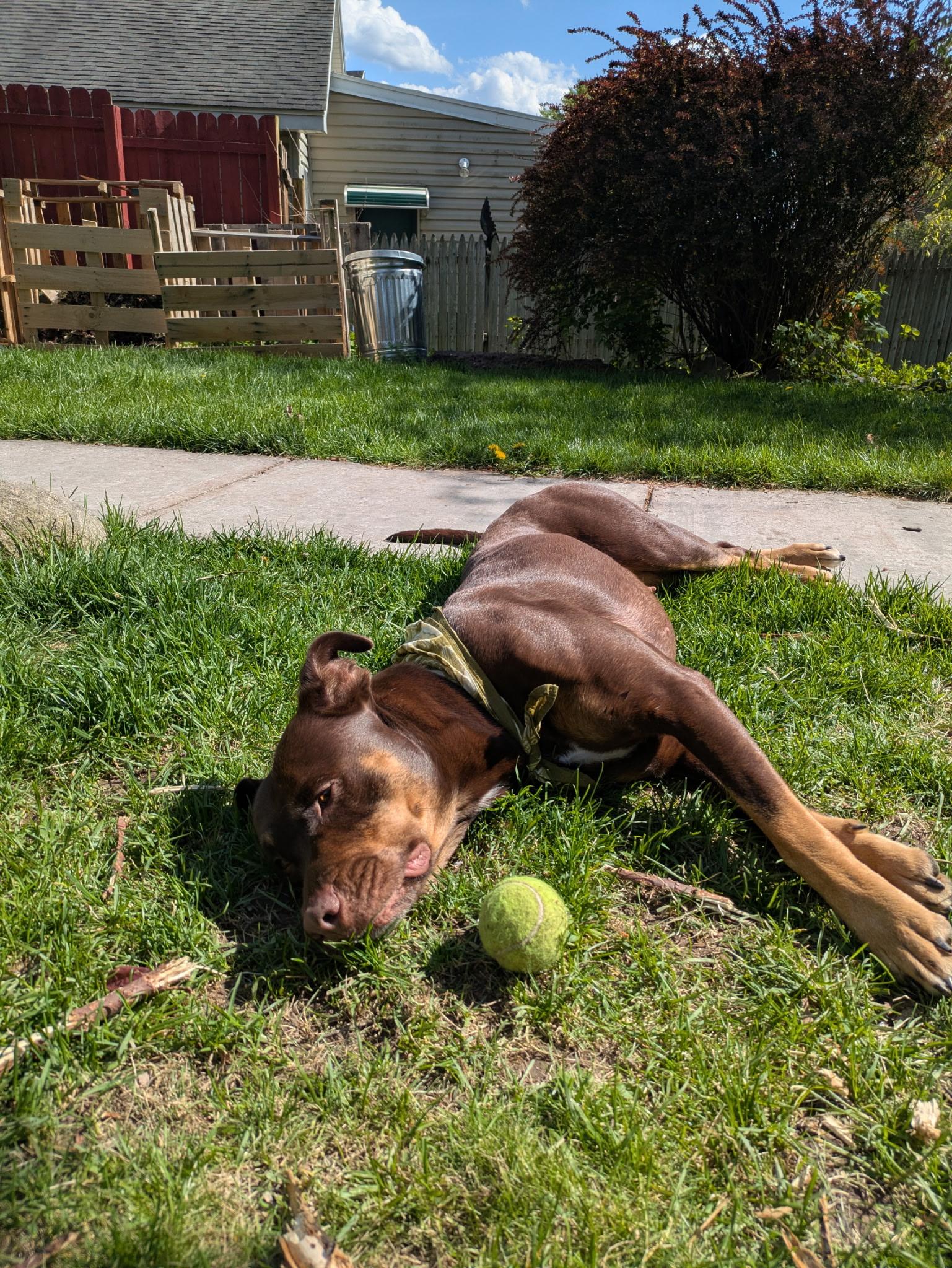 Enlarge Coco, a ADOPTABLE mixed breed in Jamesville, NY image 5/5