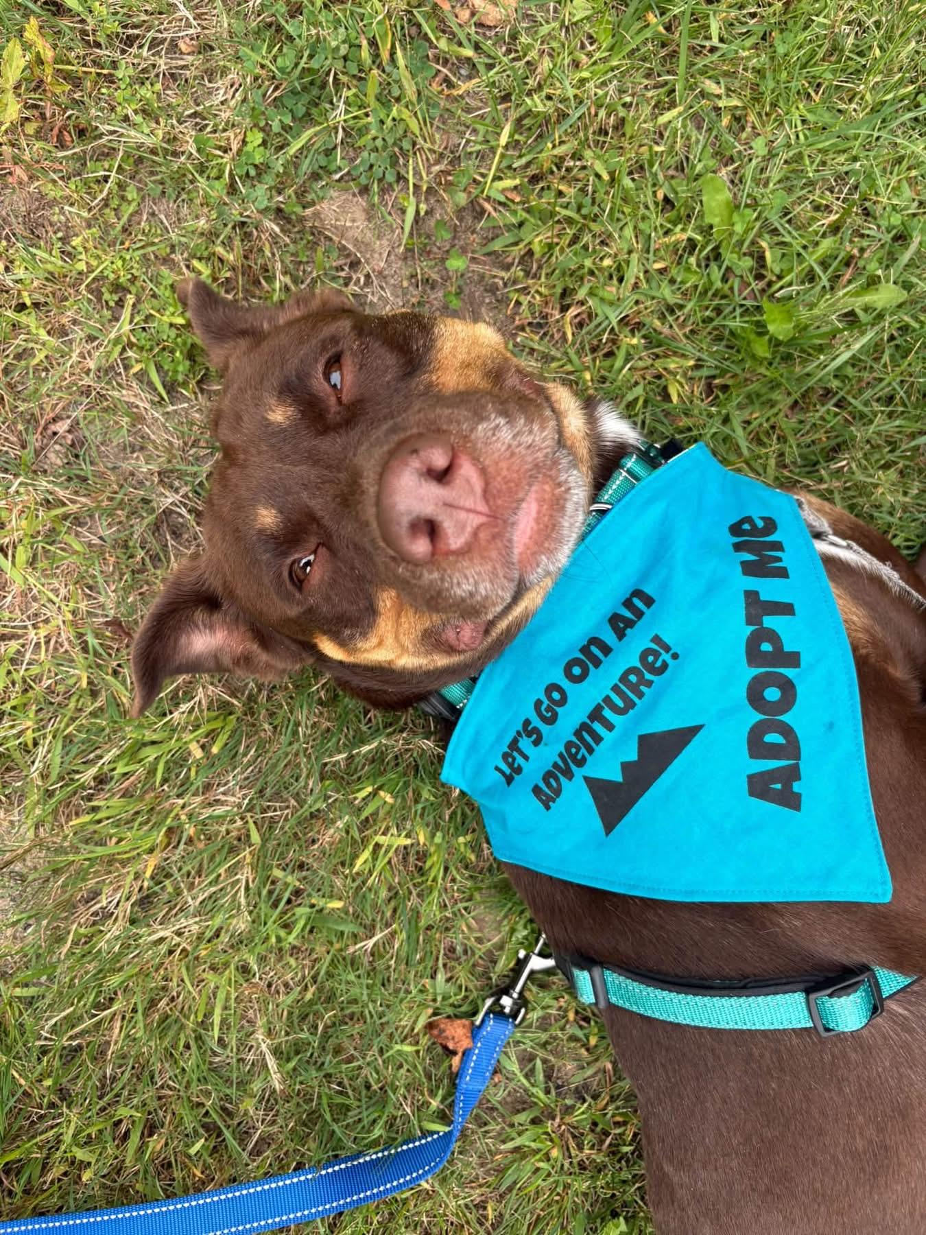 Enlarge Coco, a Adoptable mixed breed in Jamesville, NY image 1/5