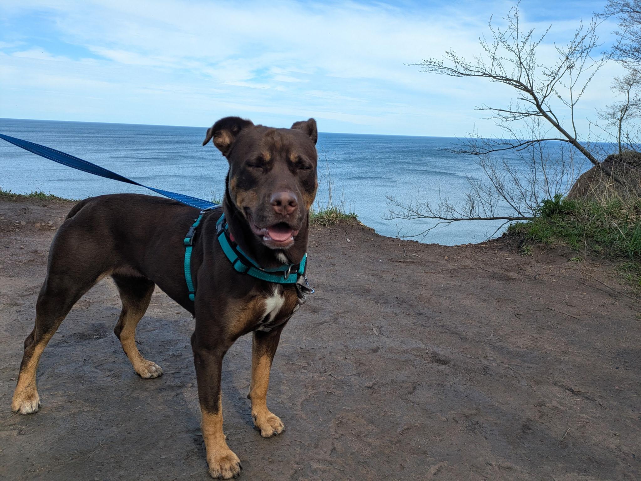 Enlarge Coco, a ADOPTABLE mixed breed in Jamesville, NY image 2/5