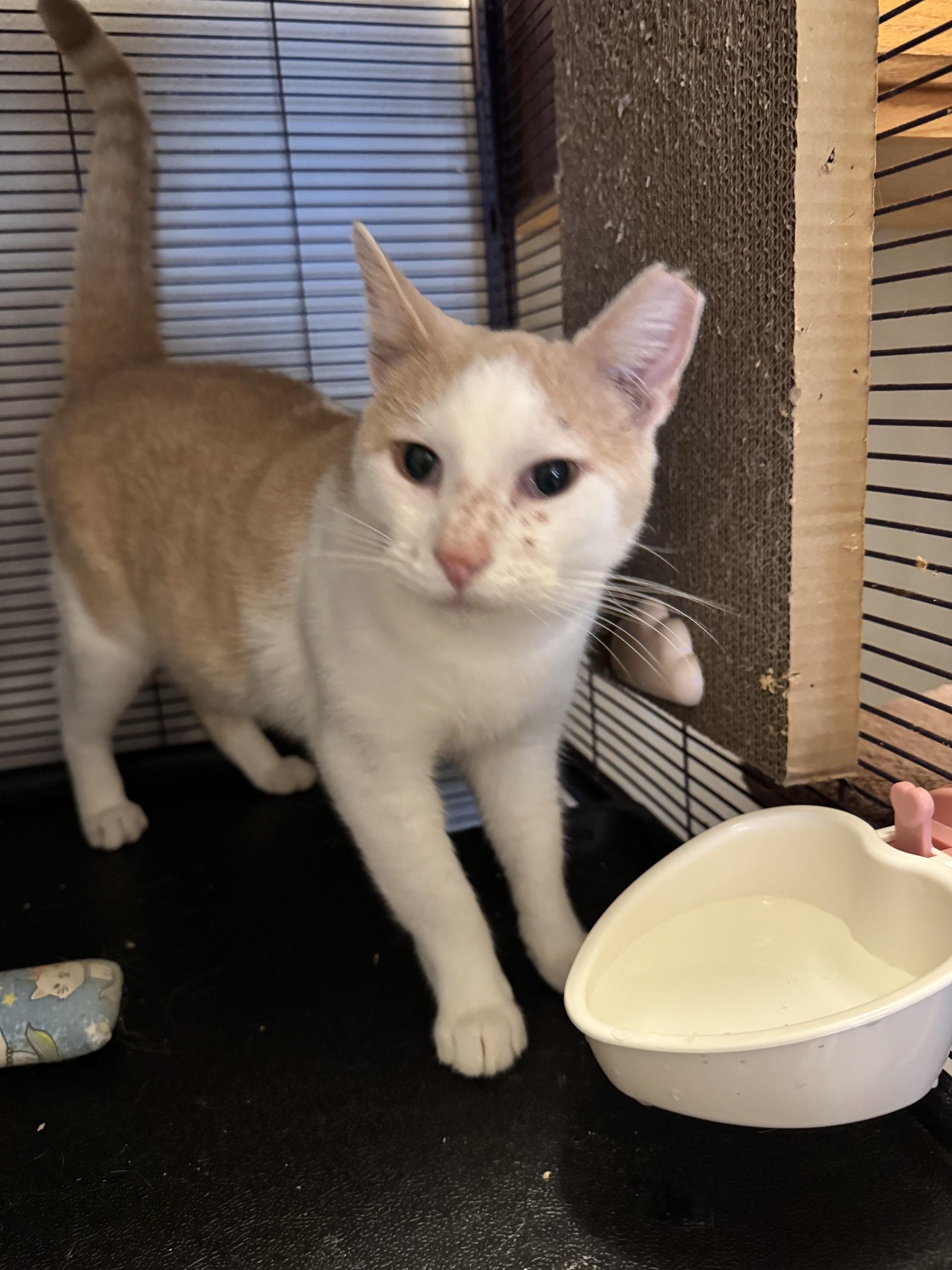 Star, Adoptable, Adult Male Domestic Short Hair.