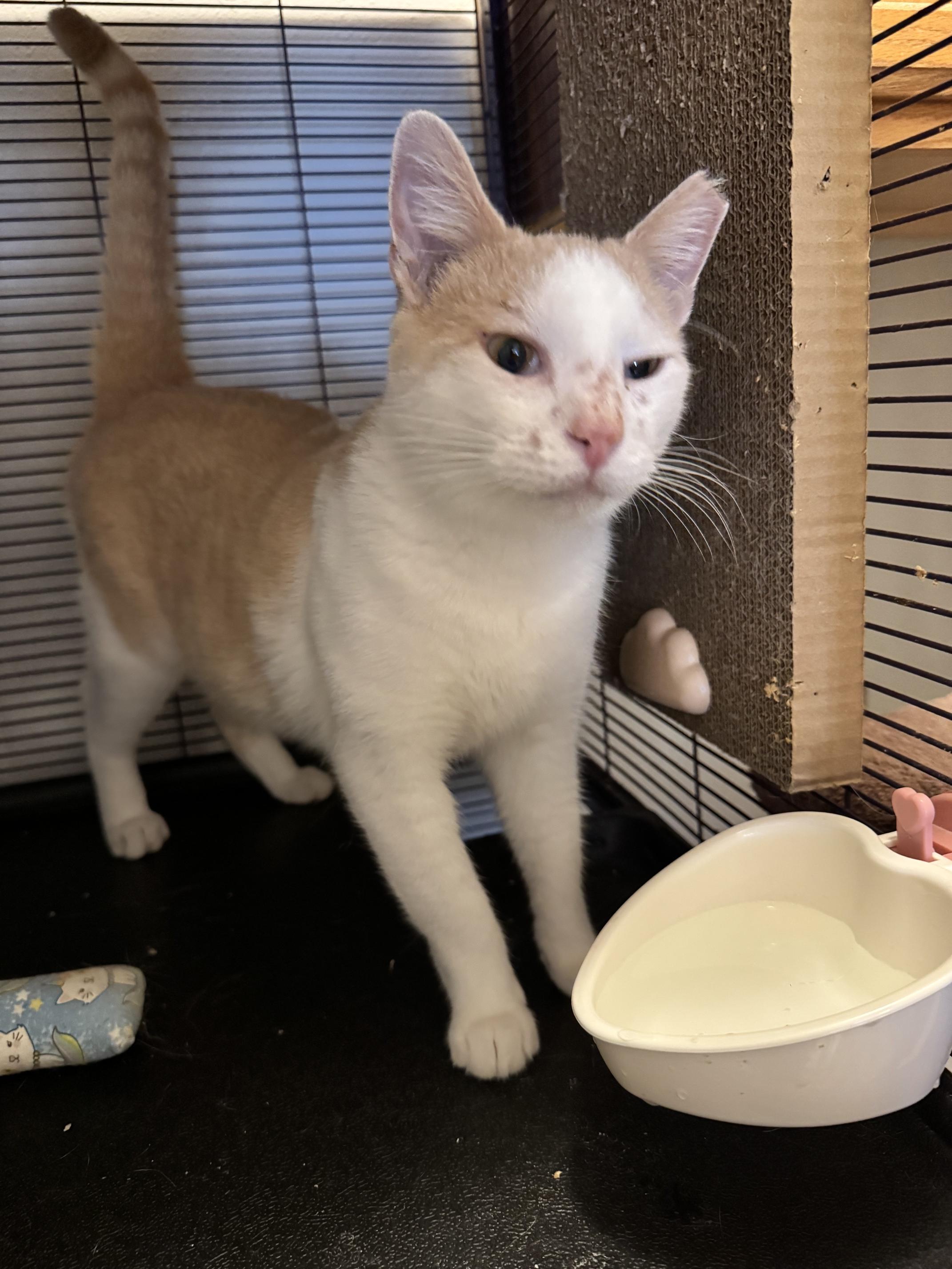 Enlarge Star, a Adoptable Domestic Short Hair in Springfield, MO image 2/3