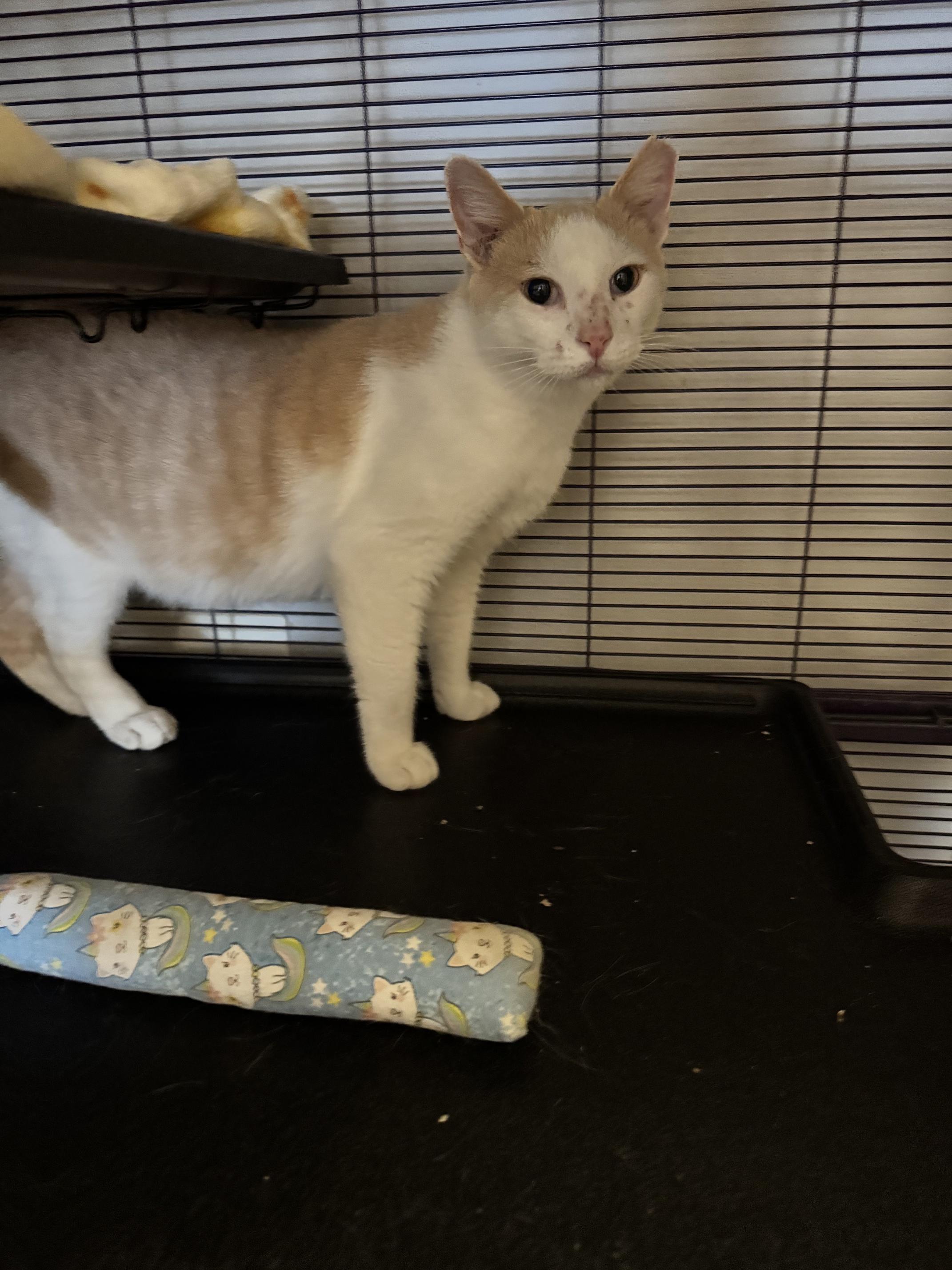 Enlarge Star, a Adoptable Domestic Short Hair in Springfield, MO image 3/3