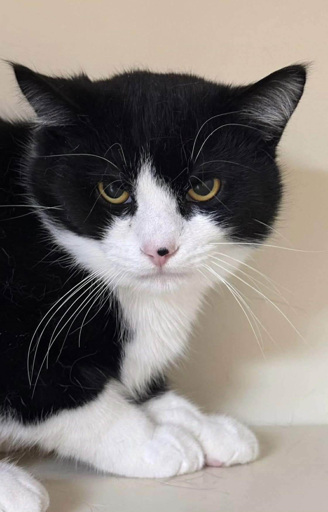 Jokey, adopted, Adult Male Domestic Medium Hair.