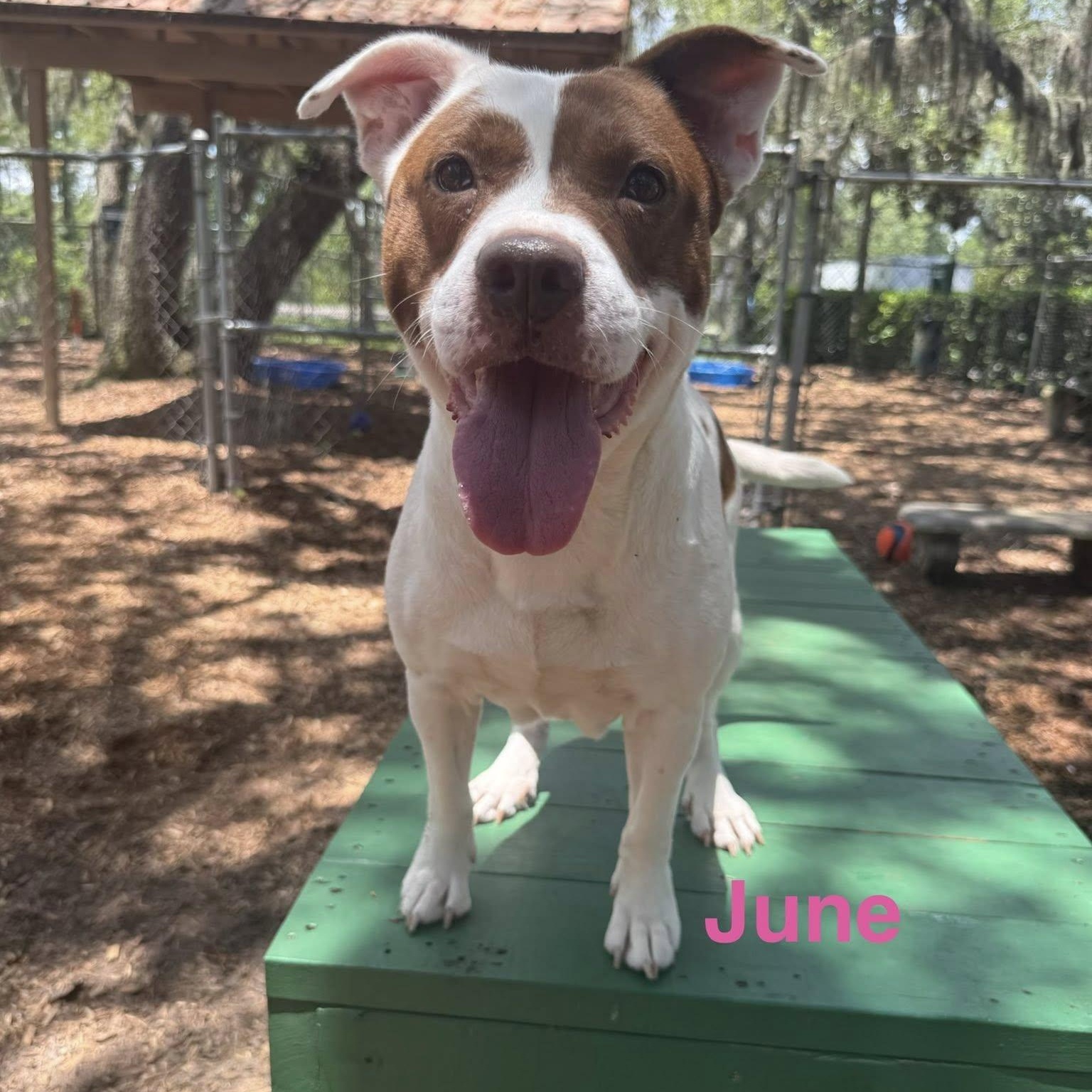 June, ADOPTABLE, Senior Female Pit Bull Terrier.