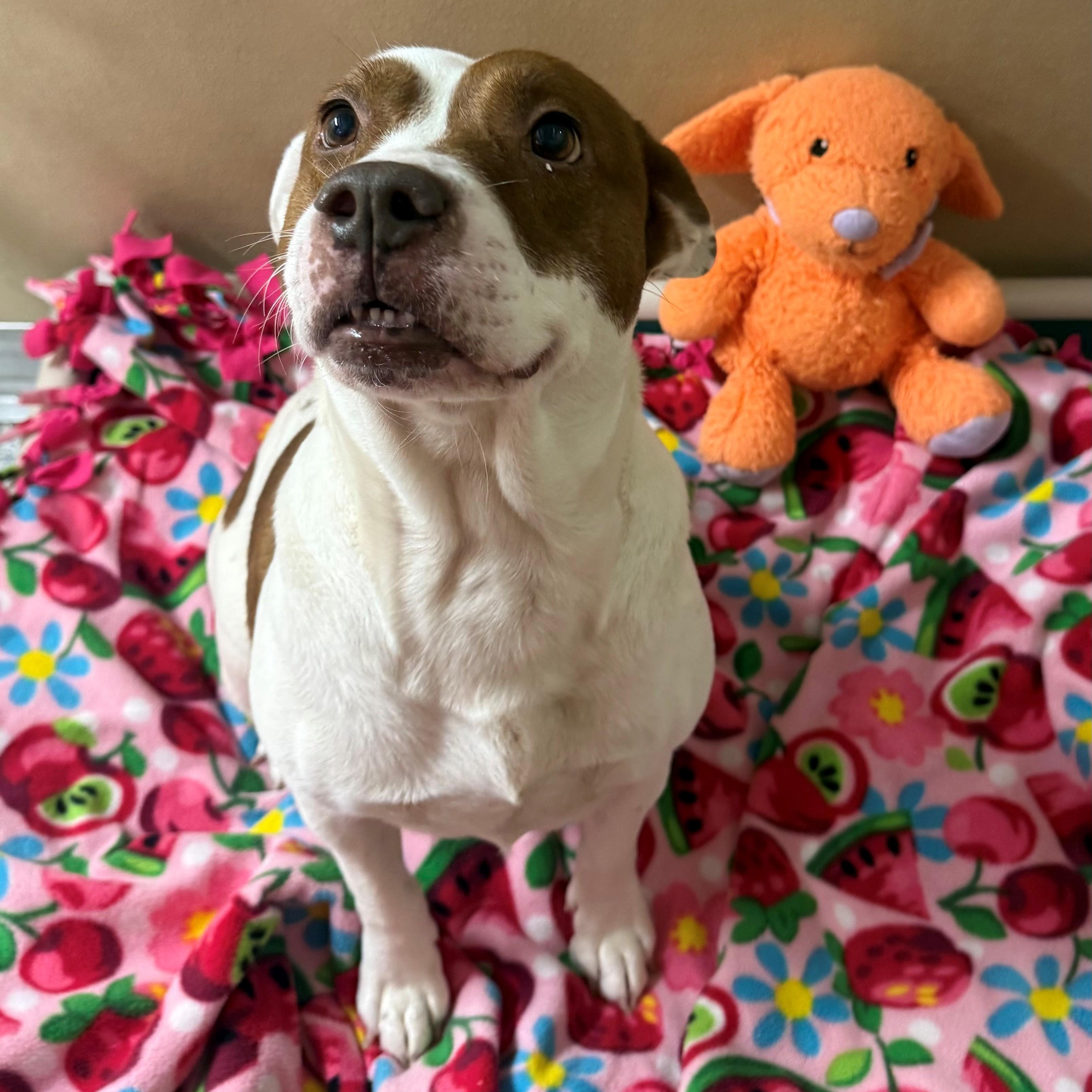 Enlarge June, a ADOPTABLE Pit Bull Terrier in St. Augustine, FL image 2/4