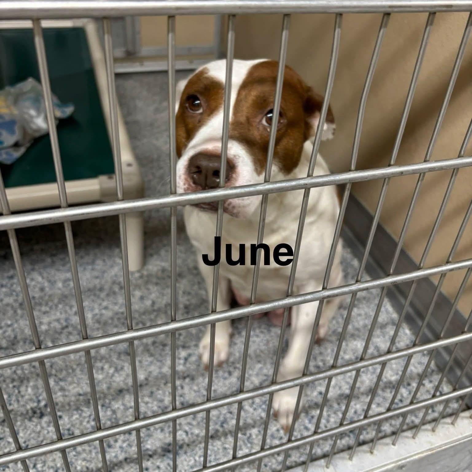 June, ADOPTABLE, Senior Female Pit Bull Terrier.