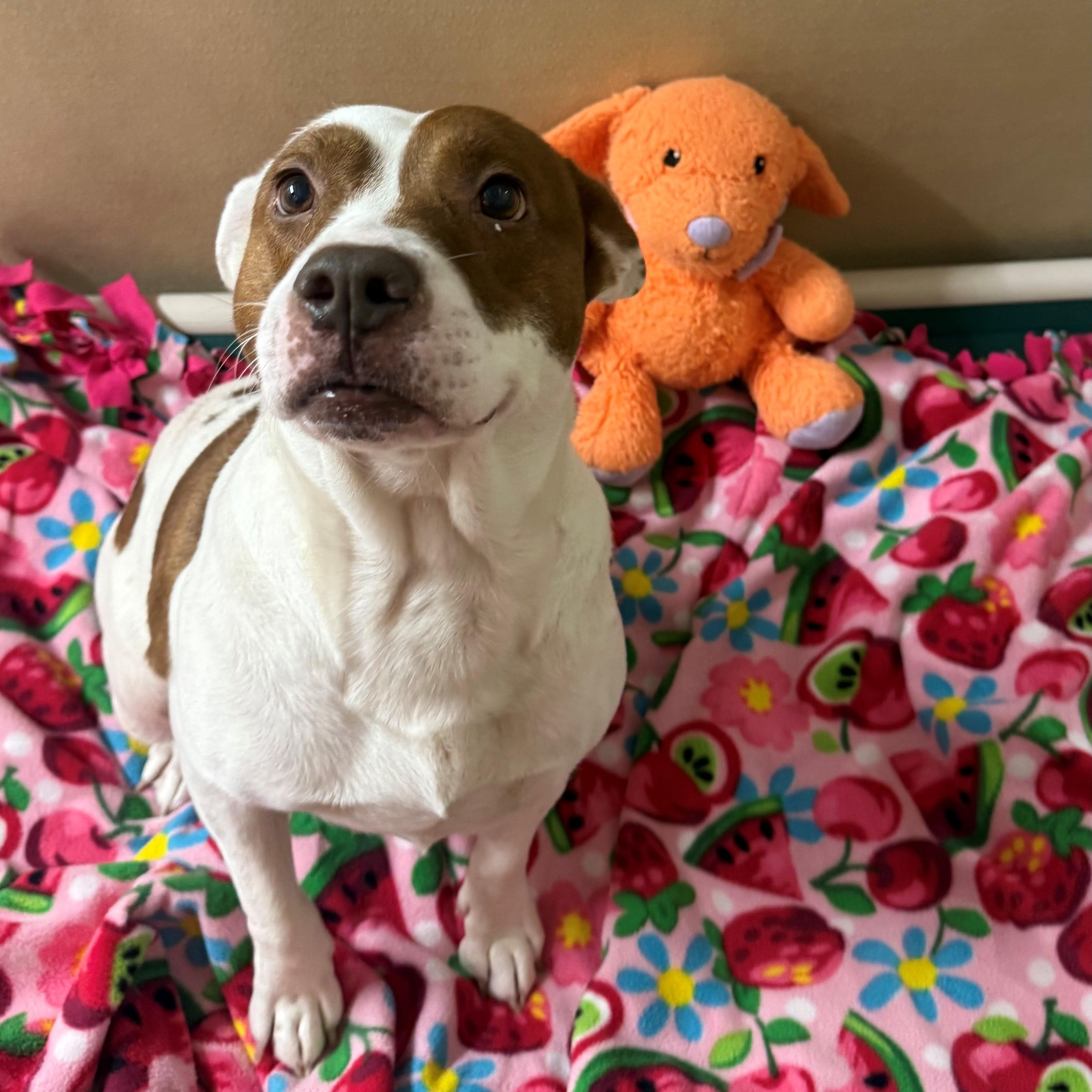 Enlarge June, a ADOPTABLE Pit Bull Terrier in St. Augustine, FL image 4/4