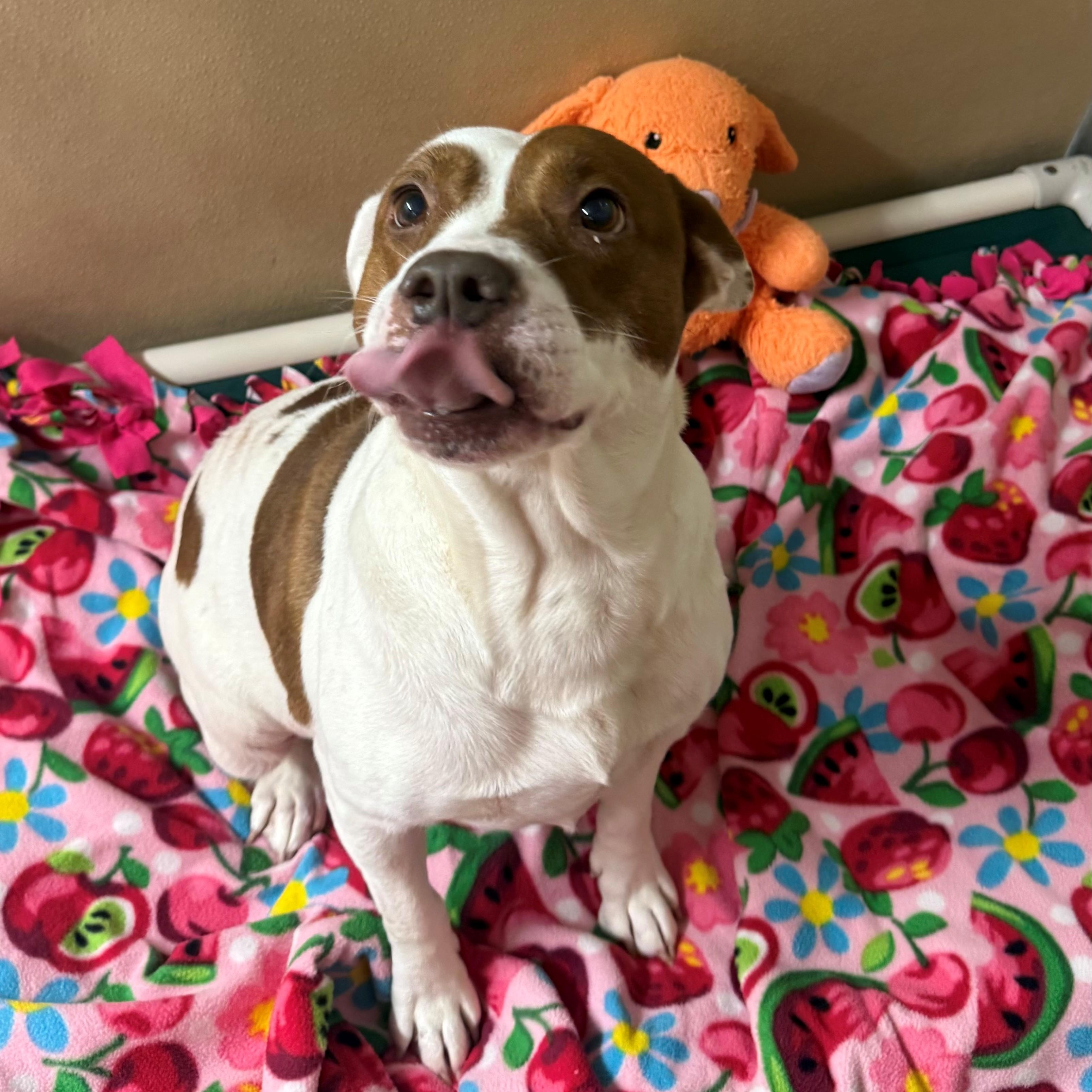 Enlarge June, a ADOPTABLE Pit Bull Terrier in St. Augustine, FL image 3/4