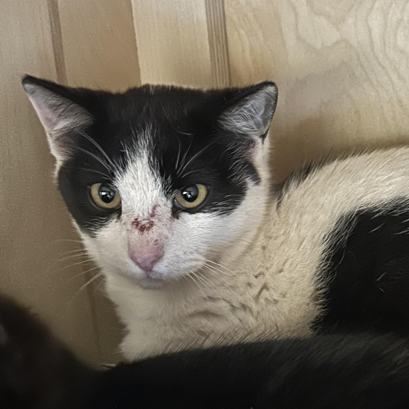 Fiyero, a Adopted Domestic Short Hair in Leavenworth, KS image 3/3