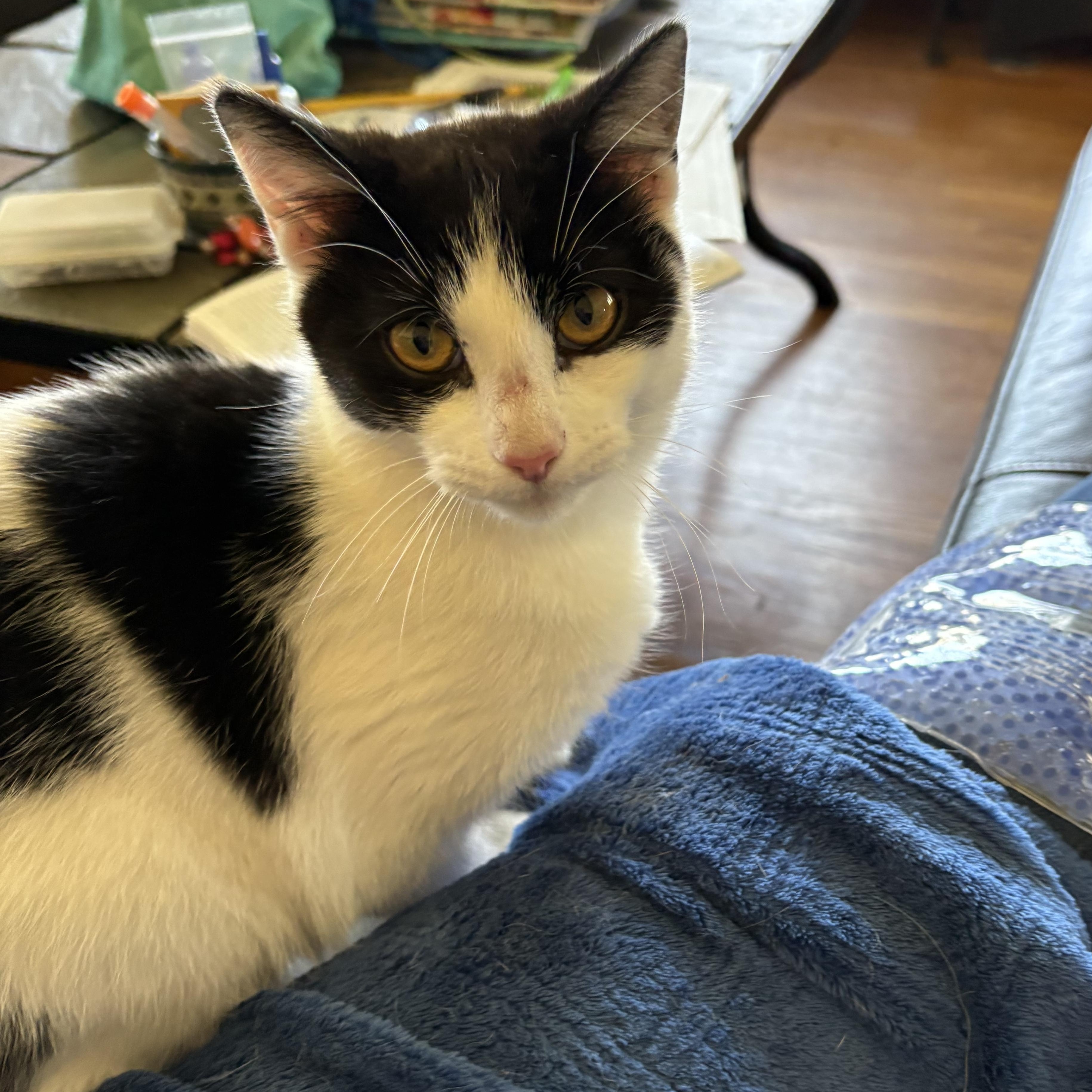 Fiyero, Adopted, Young Female Domestic Short Hair.