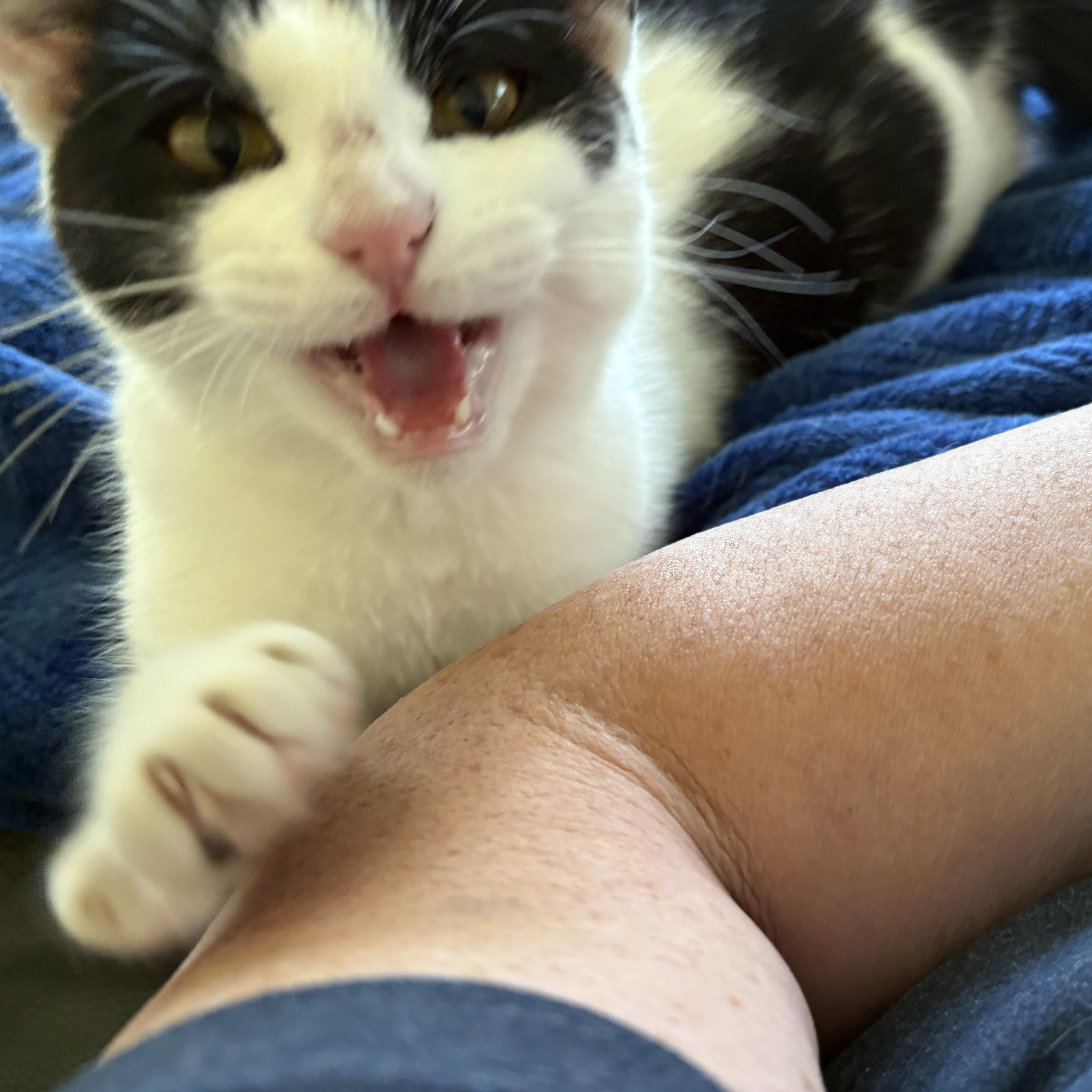 Fiyero, a Adopted Domestic Short Hair in Leavenworth, KS image 2/3