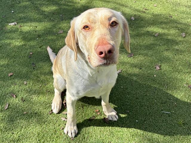 MARI, Adoptable, Adult Female Labrador Retriever.