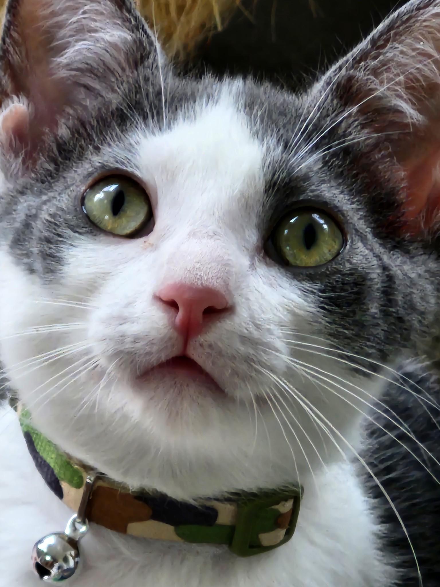 Rain, a Adoptable American Shorthair in Rochester, NY image 2/3