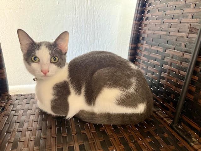 Rain, a Adoptable American Shorthair in Rochester, NY image 1/3