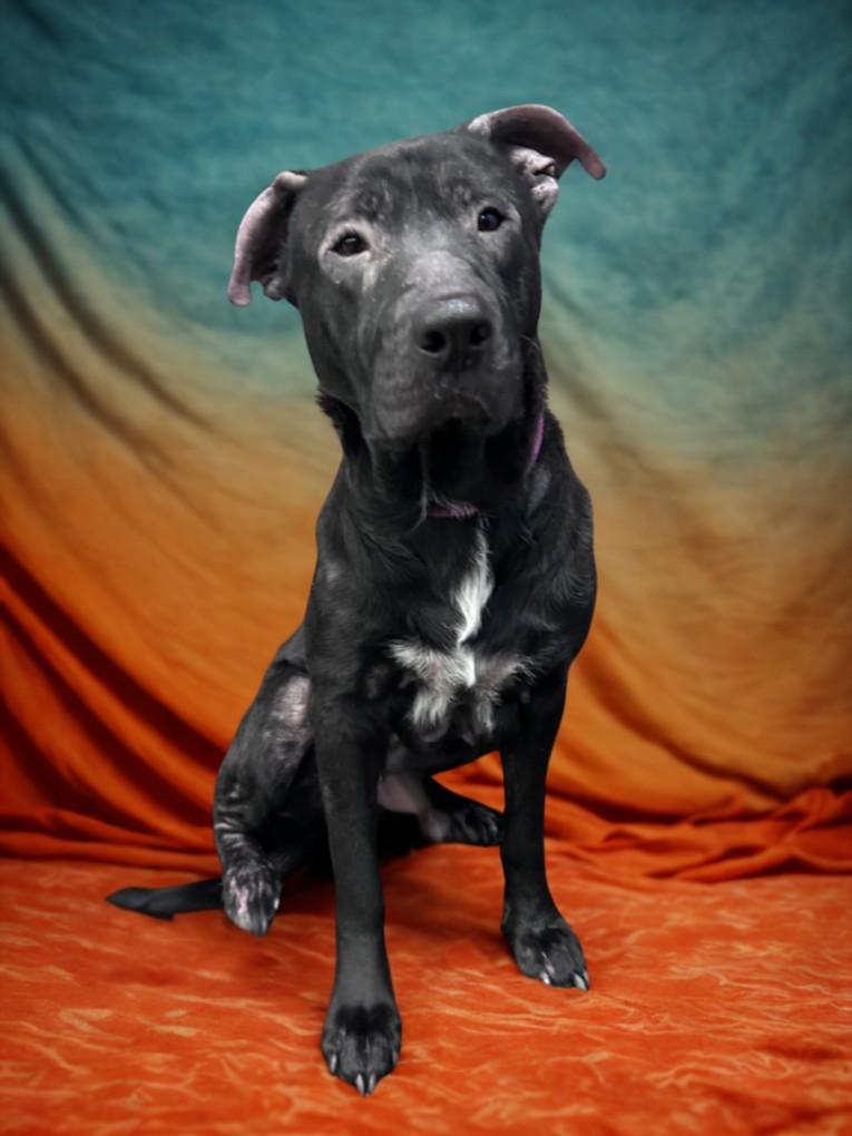 AXEL, Adoptable, Adult Male Labrador Retriever & Pit Bull Terrier.