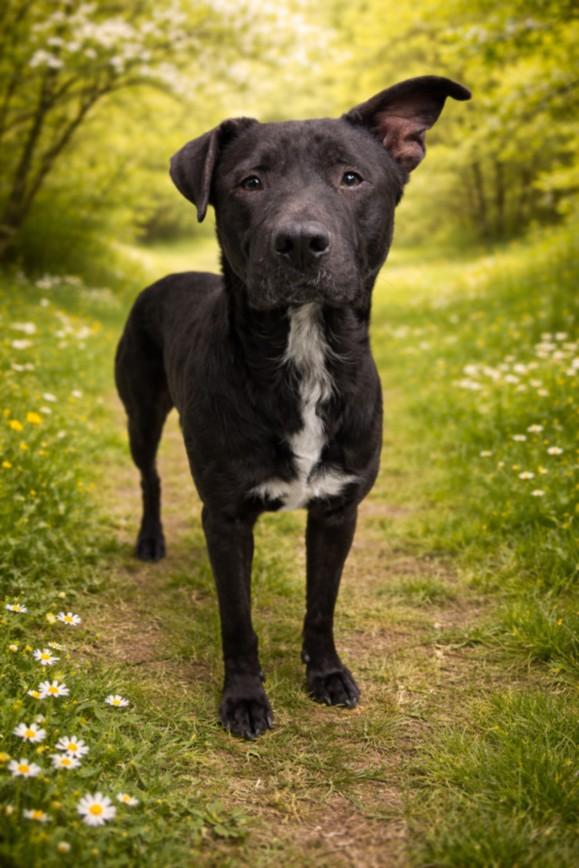 AXEL, Adoptable, Adult Male Labrador Retriever & Pit Bull Terrier.