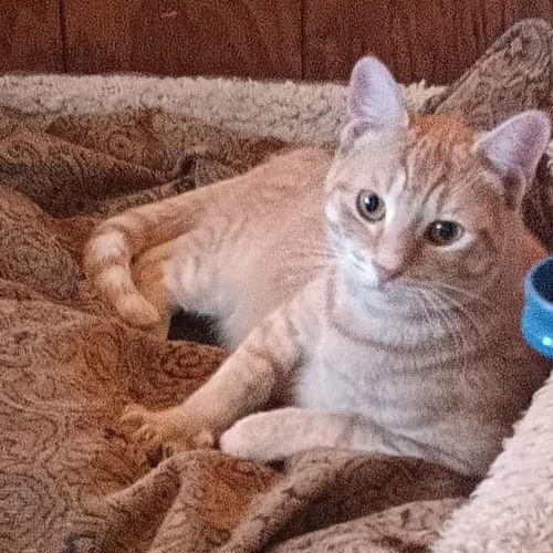 Frankie, ADOPTABLE, Young Male Tabby.