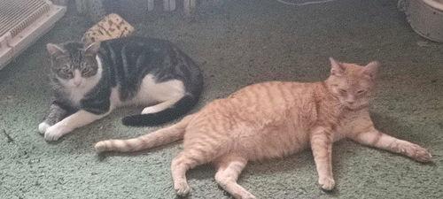 Enlarge Frankie, a ADOPTABLE Tabby in Mount Royal, NJ image 2/3