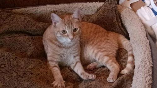 Enlarge Frankie, a ADOPTABLE Tabby in Mount Royal, NJ image 3/3