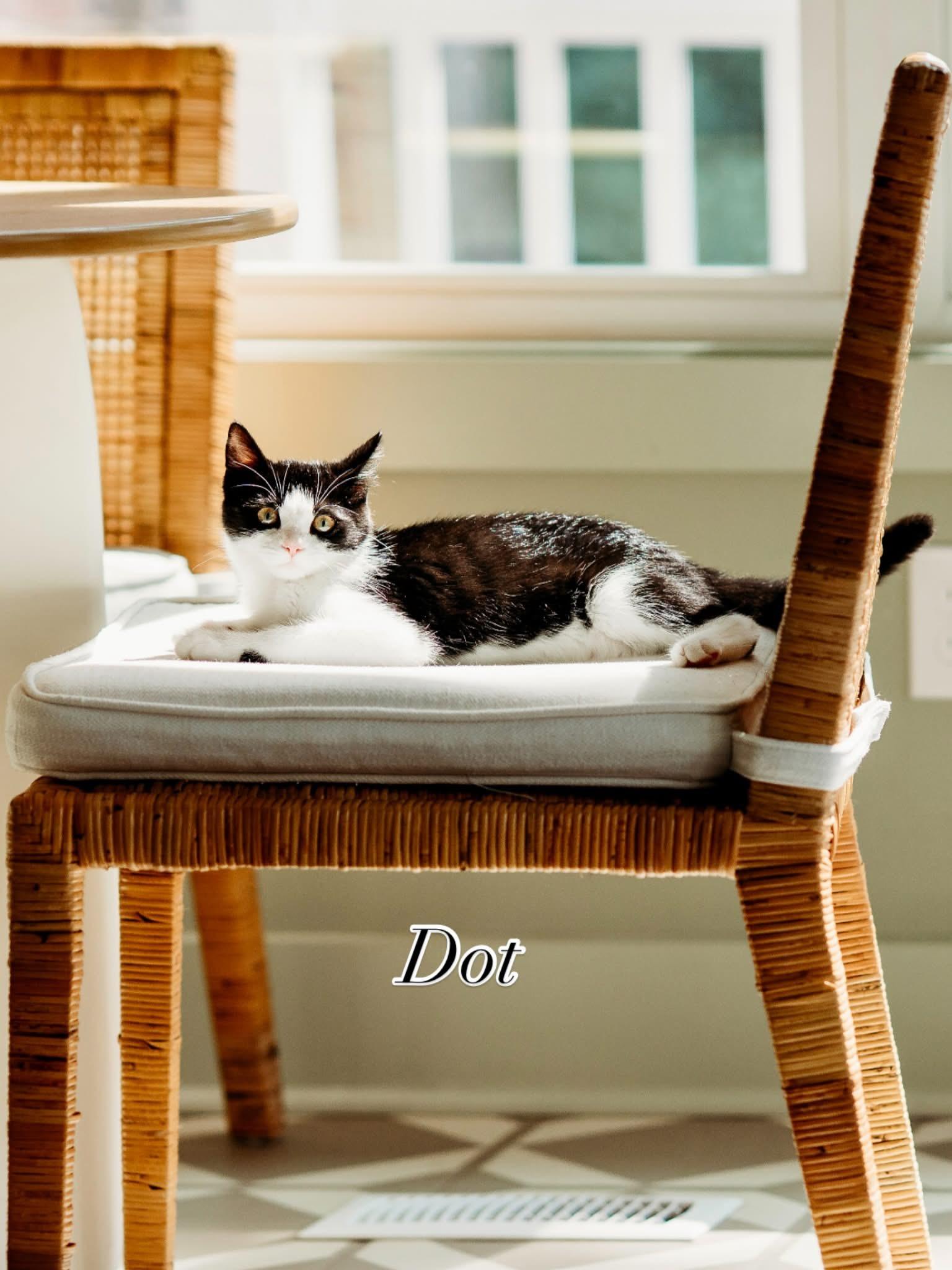 Enlarge Dot, a Adoptable mixed breed in Waxhaw, NC image 6/6