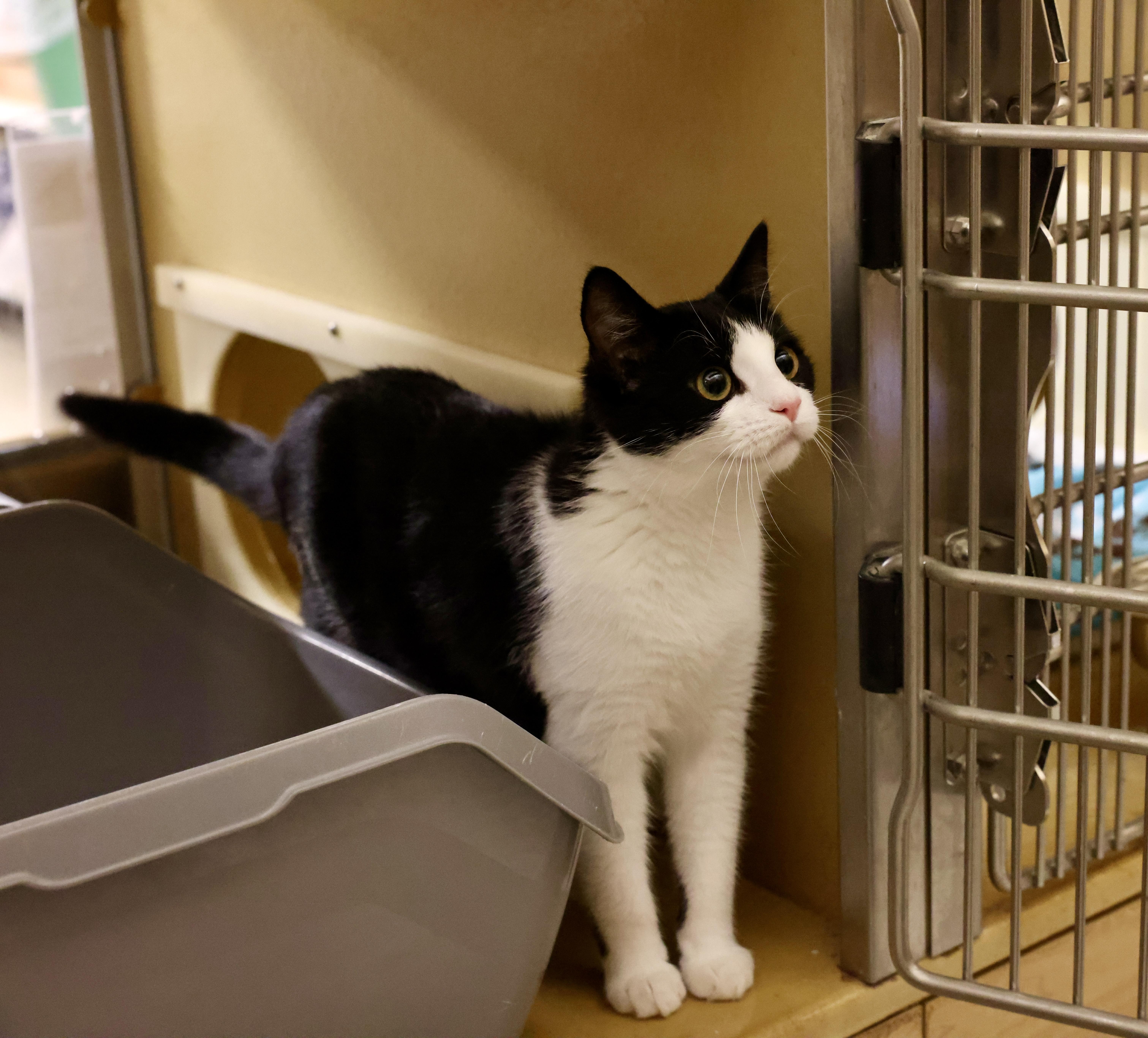 Enlarge Dot, a Adoptable mixed breed in Waxhaw, NC image 1/6