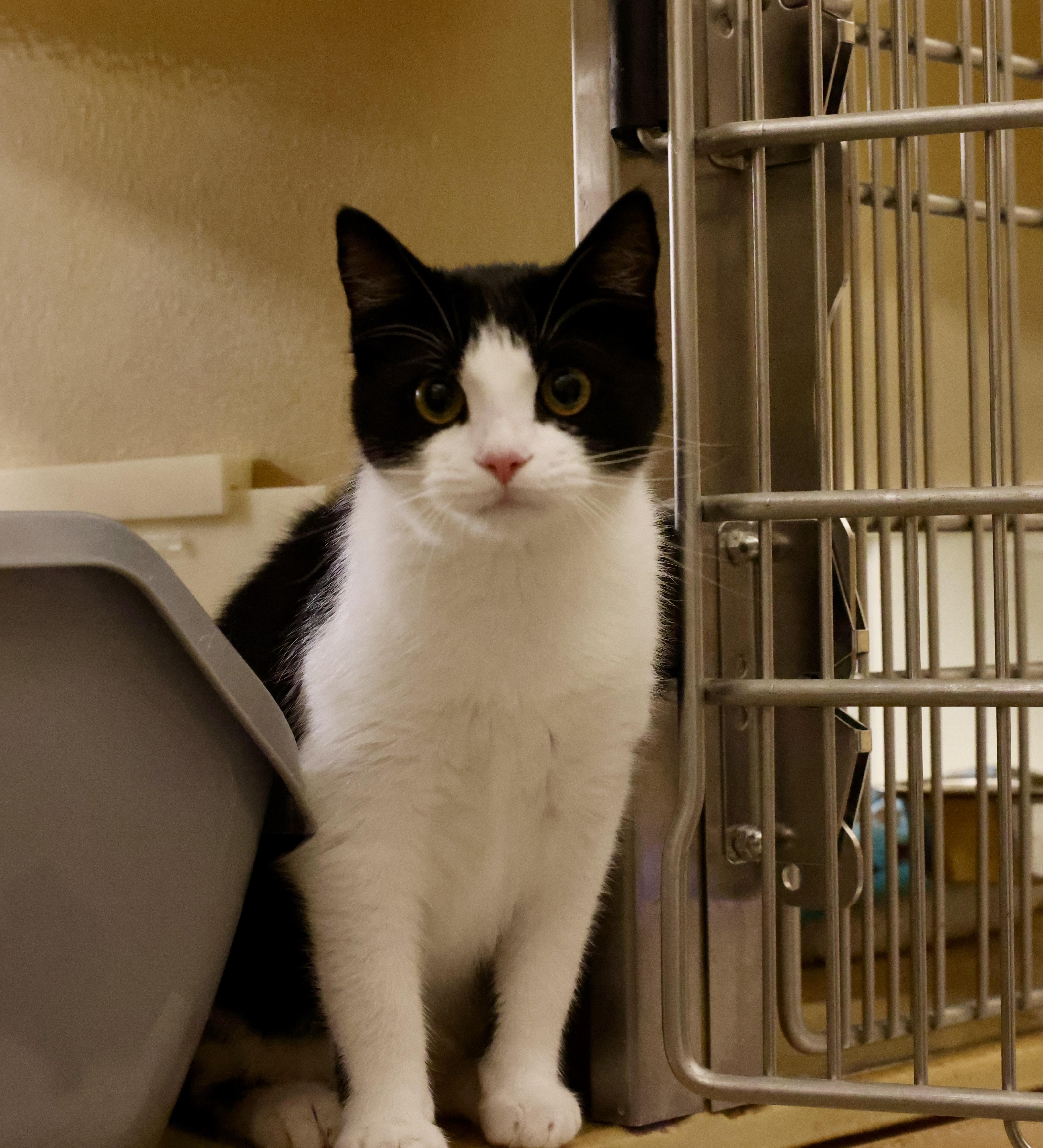 Enlarge Dot, a Adoptable mixed breed in Waxhaw, NC image 2/6