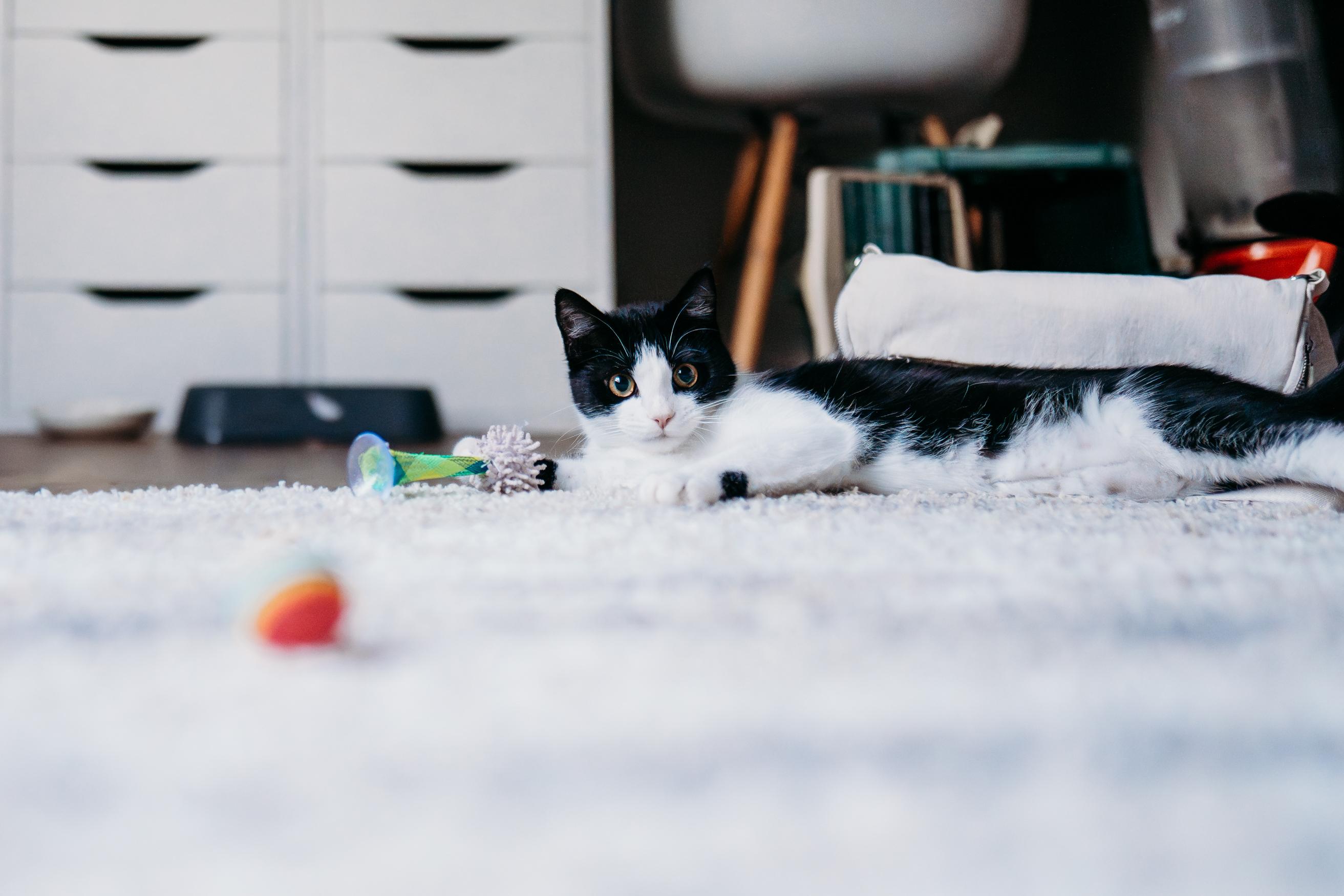 Enlarge Dot, a Adoptable mixed breed in Waxhaw, NC image 4/6