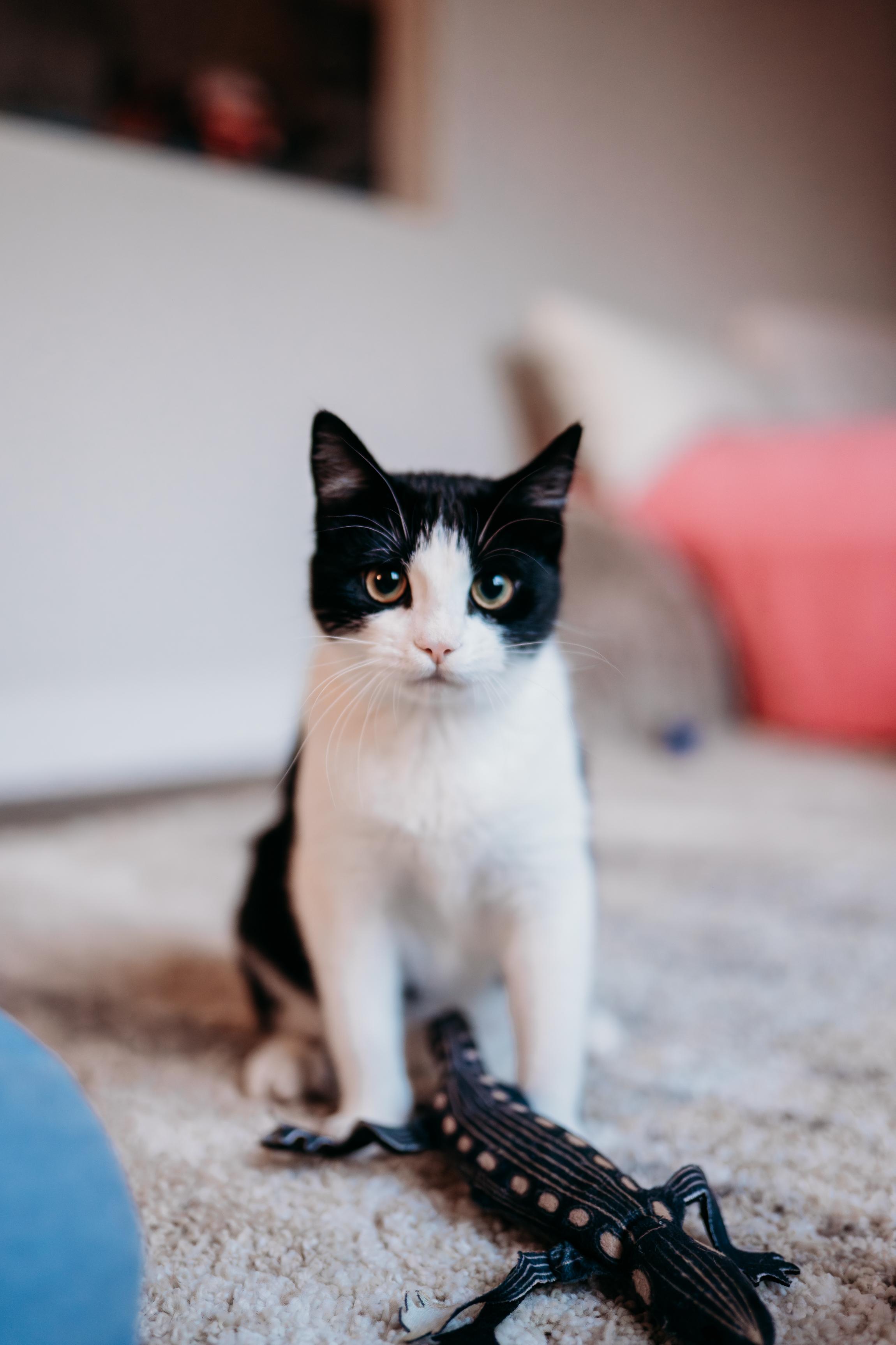 Dot, Adoptable, Young Female Domestic Short Hair & Tuxedo.