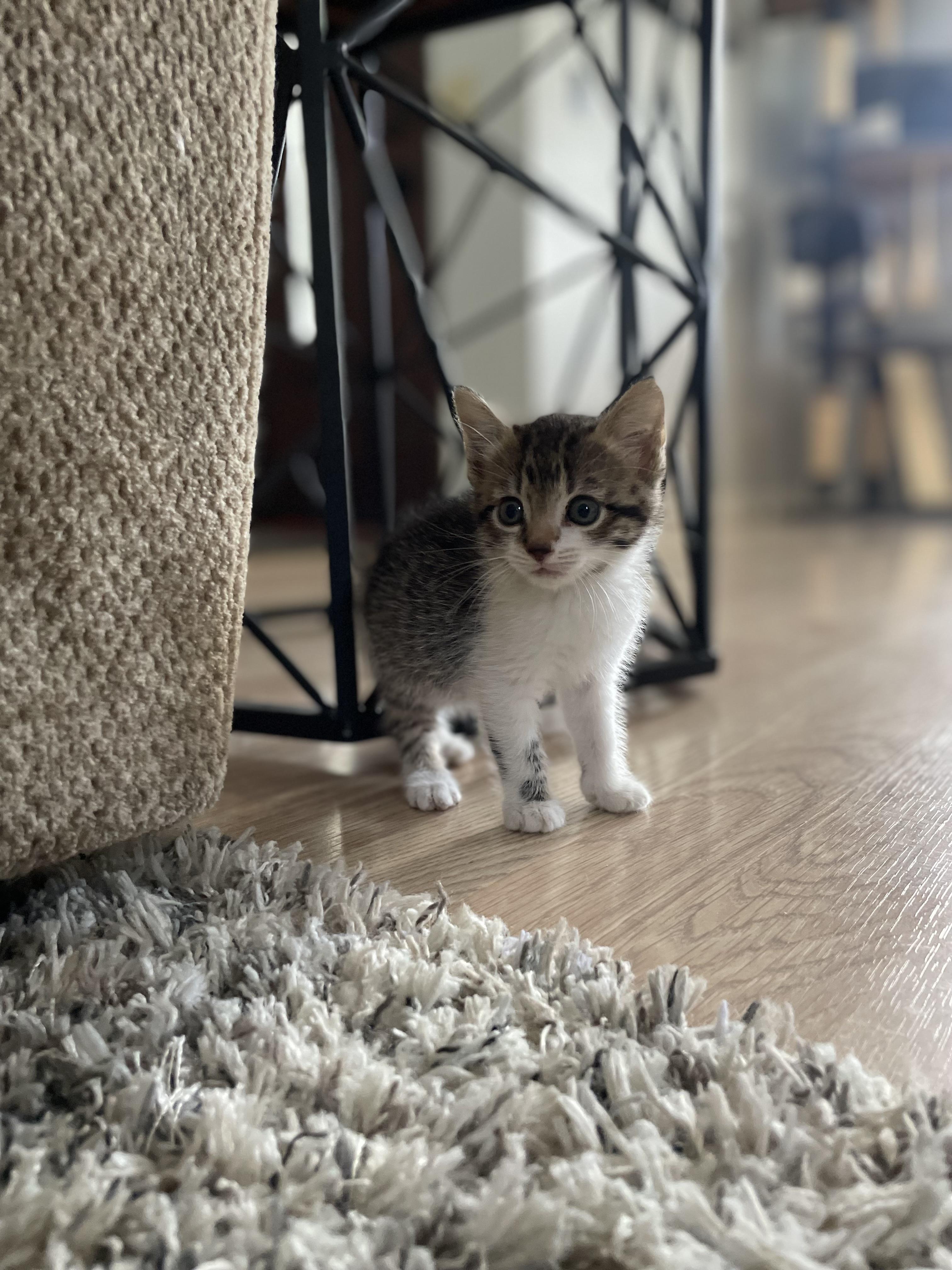 Mousey, adopted, Kitten Female Domestic Short Hair.