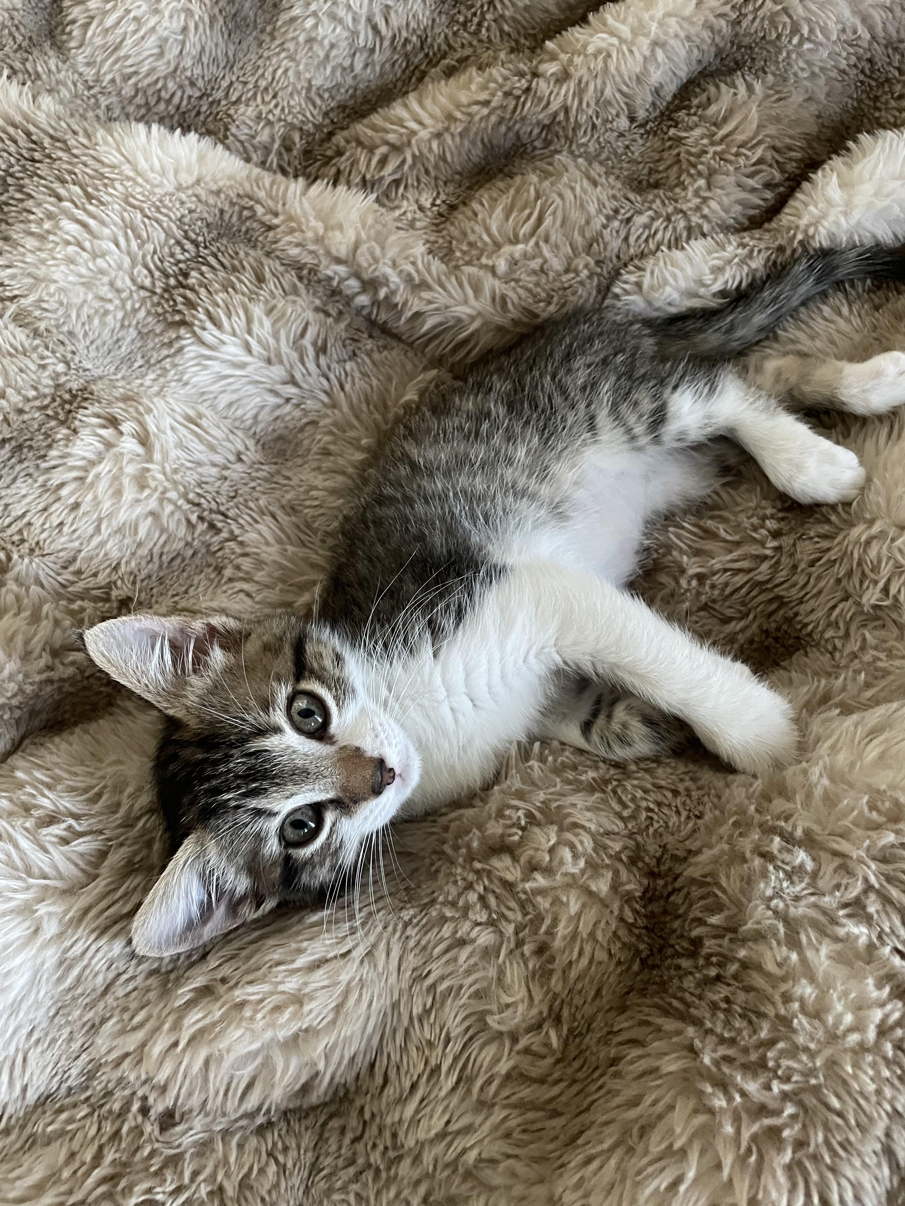 Mousey, an adopted Domestic Short Hair in Vallejo, CA image 3/3