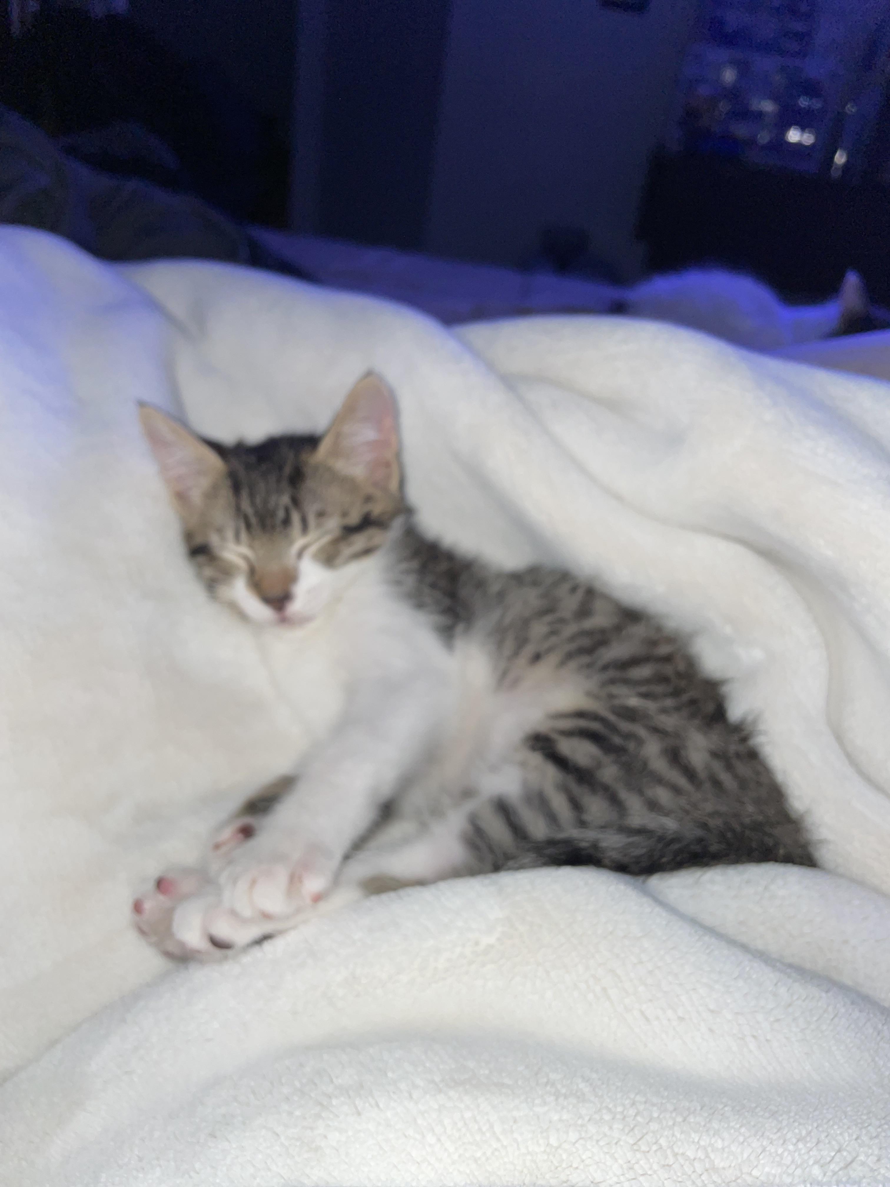 Mousey, an adopted Domestic Short Hair in Vallejo, CA image 2/3