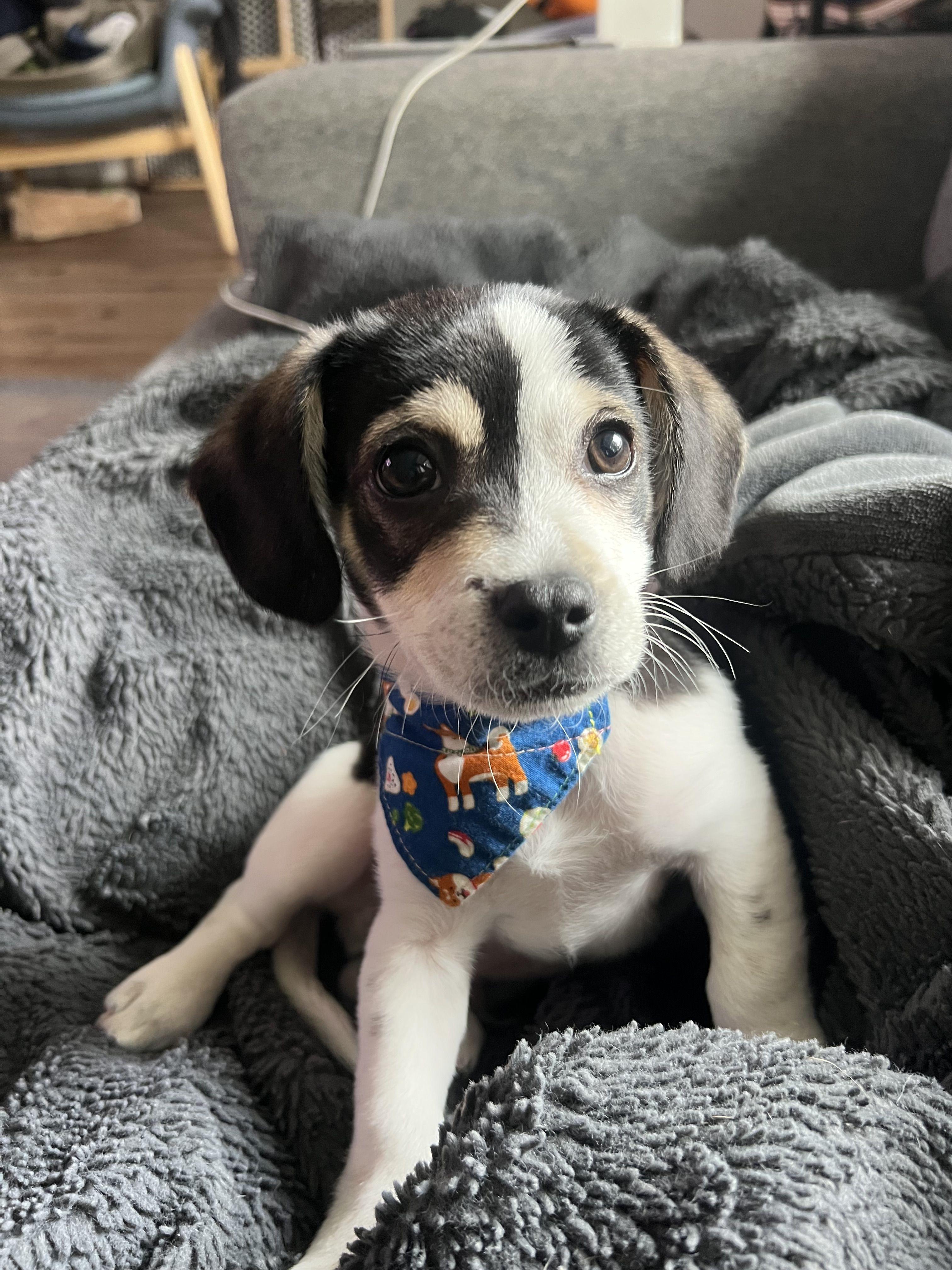 scooter - available for adoption , adopted, Puppy Male Beagle.