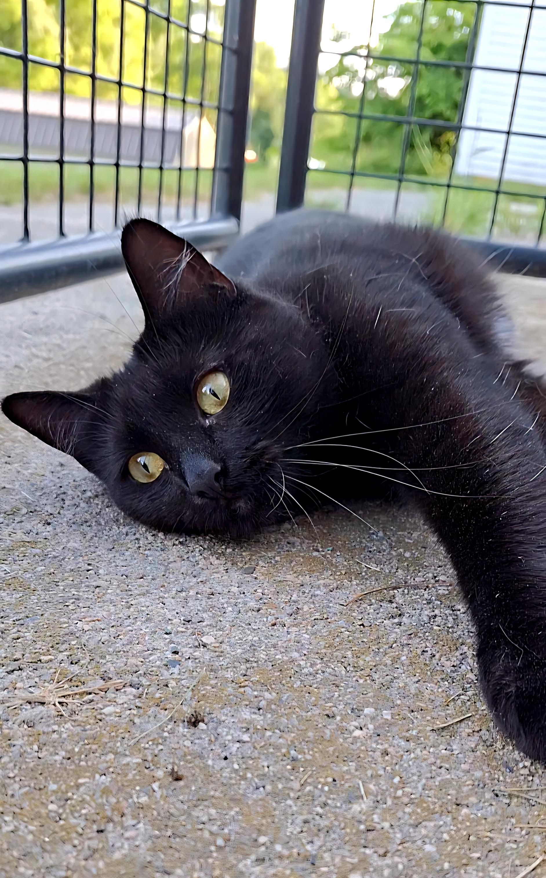 Winnie, an adoptable Domestic Short Hair in Littleton, NH, 03561 | Photo Image 2