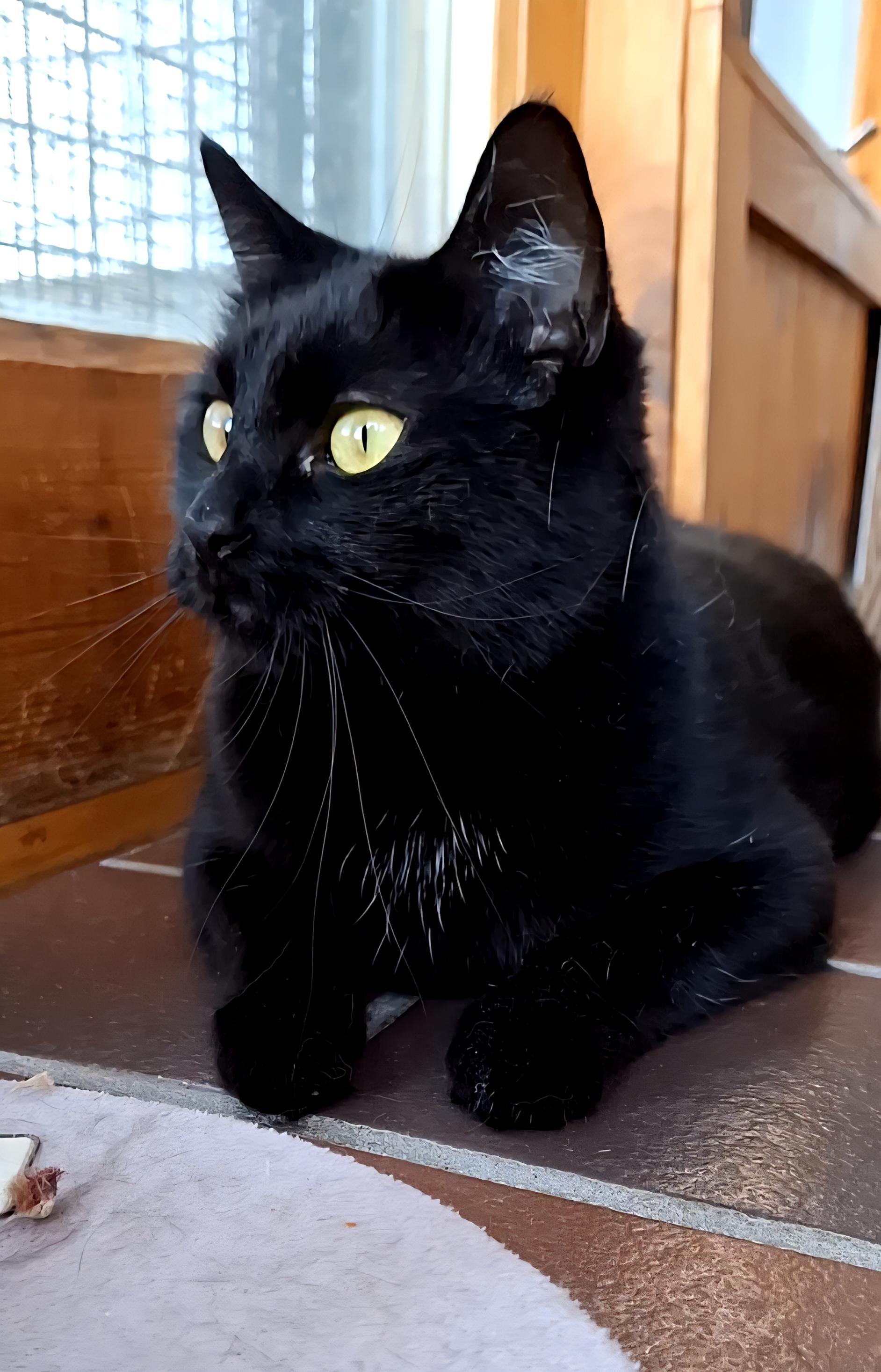 Winnie, an adoptable Domestic Short Hair in Littleton, NH, 03561 | Photo Image 1