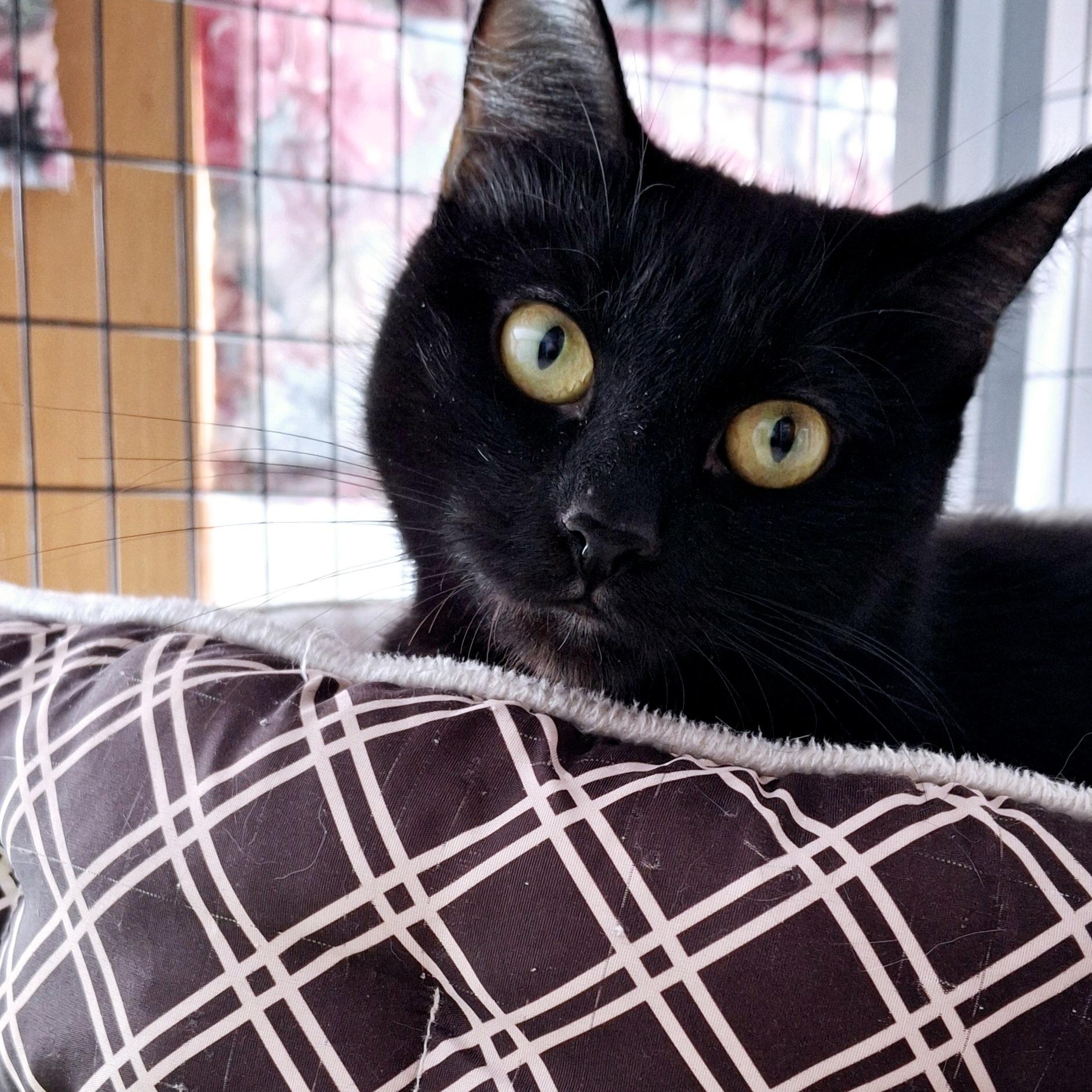 Winnie, an adoptable Domestic Short Hair in Littleton, NH, 03561 | Photo Image 3