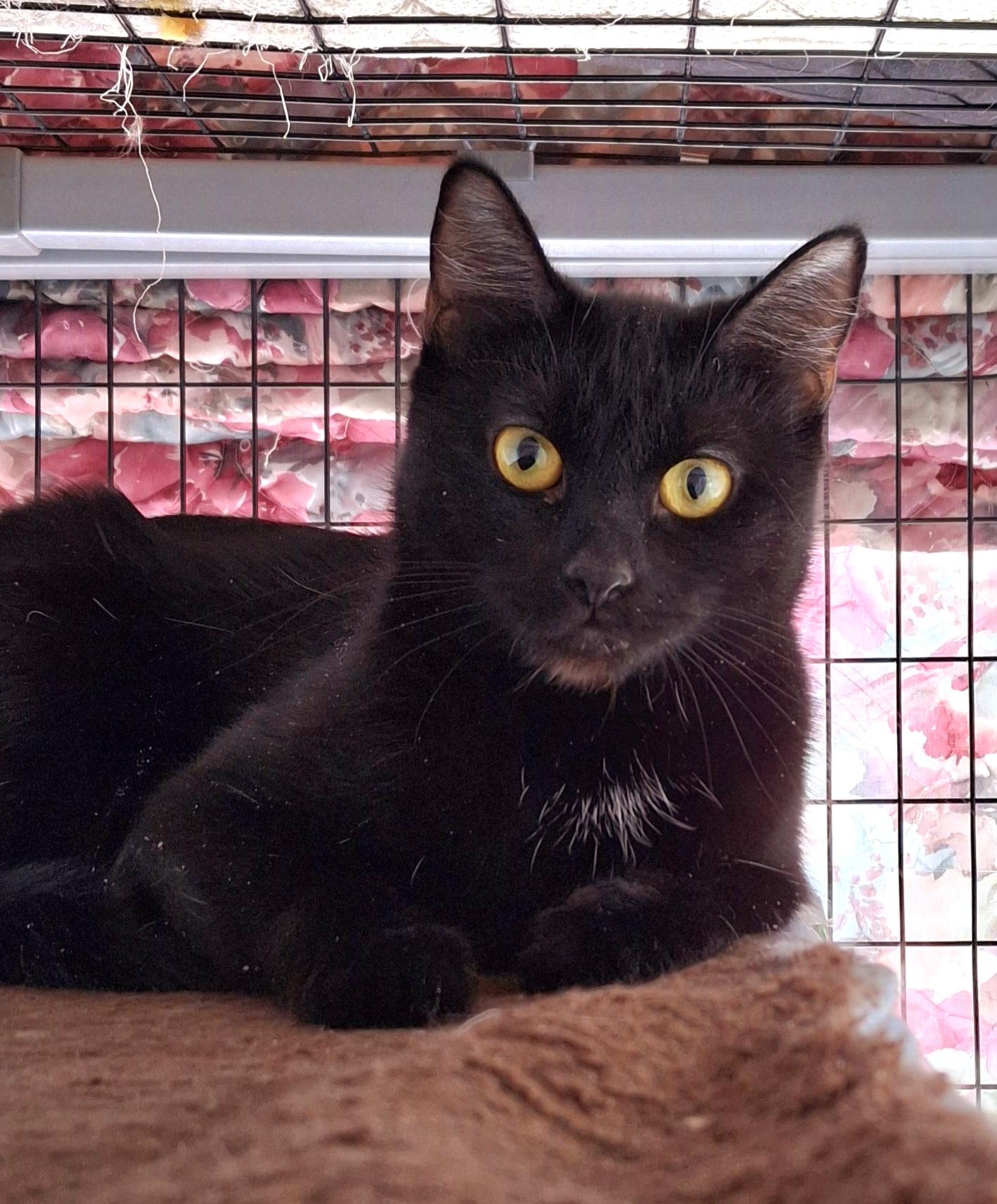 Winnie, an adoptable Domestic Short Hair in Littleton, NH, 03561 | Photo Image 6