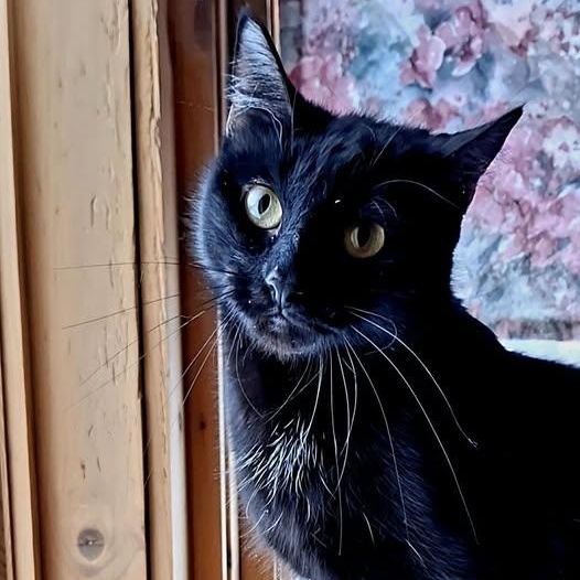 Winnie, an adoptable Domestic Short Hair in Littleton, NH, 03561 | Photo Image 5