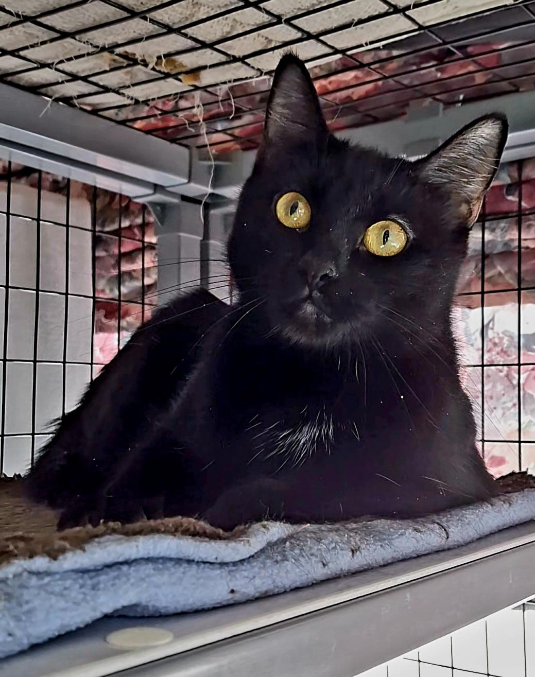 Winnie, an adoptable Domestic Short Hair in Littleton, NH, 03561 | Photo Image 4