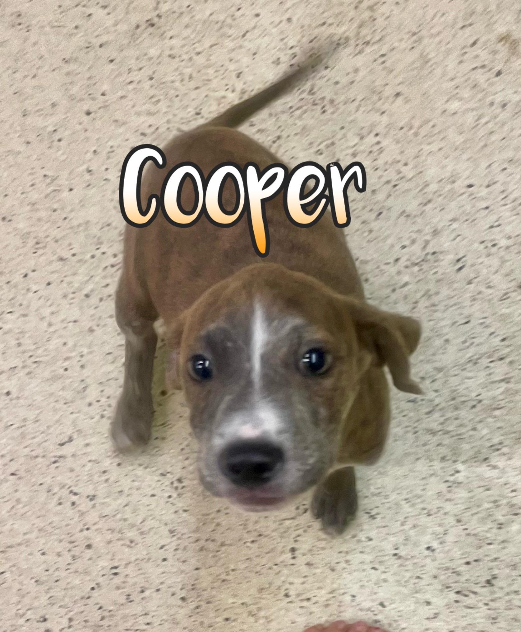 Cooper