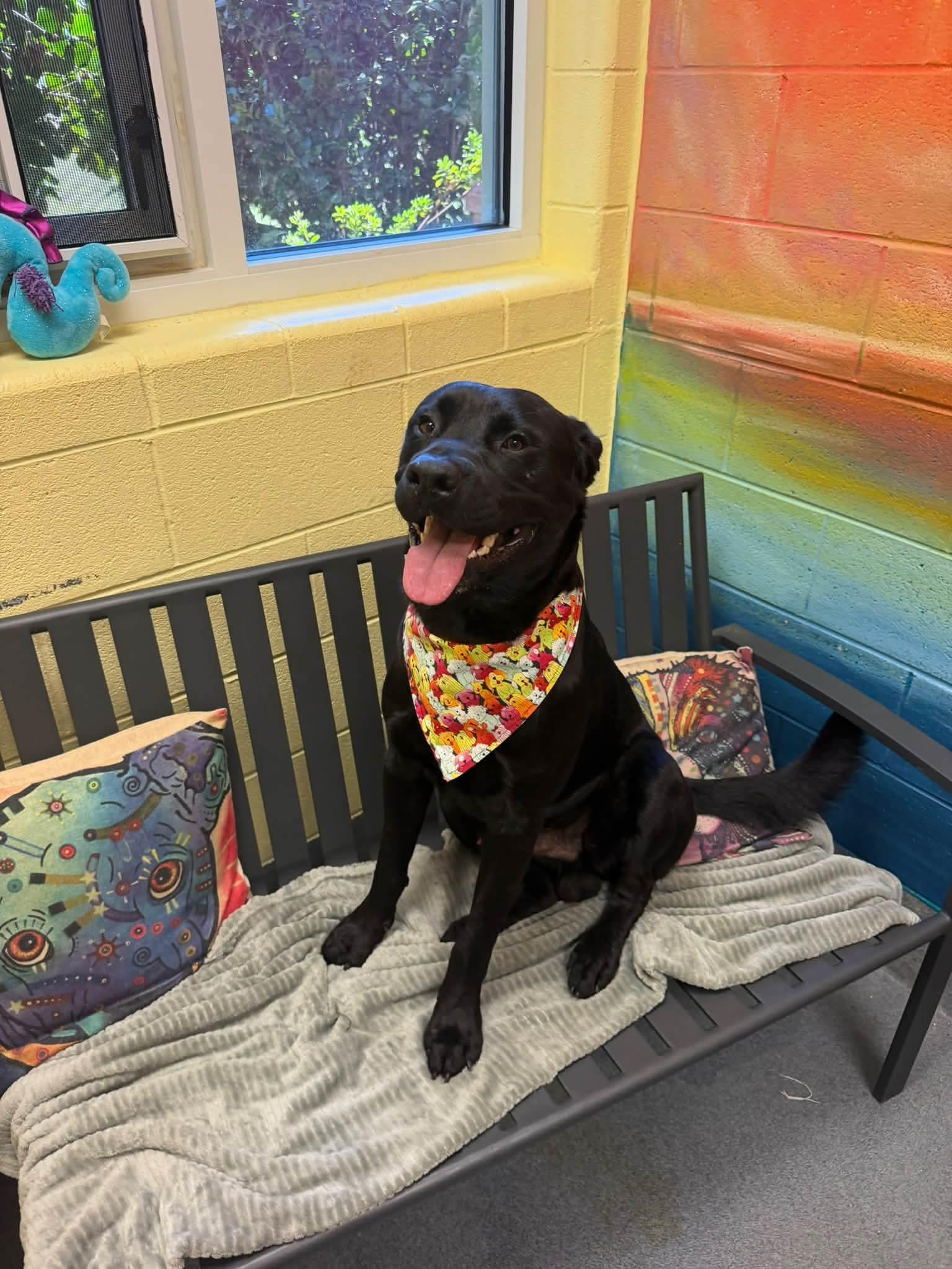 Enlarge Obsidian, a Adoptable mixed breed in Amherst, VA image 4/6