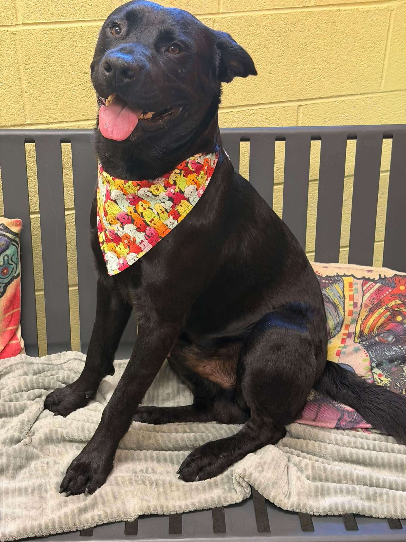 Enlarge Obsidian, a Adoptable mixed breed in Amherst, VA image 6/6