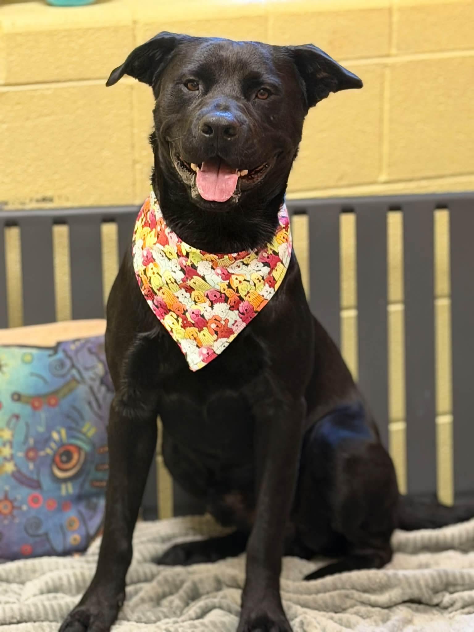 Enlarge Obsidian, a Adoptable mixed breed in Amherst, VA image 1/6